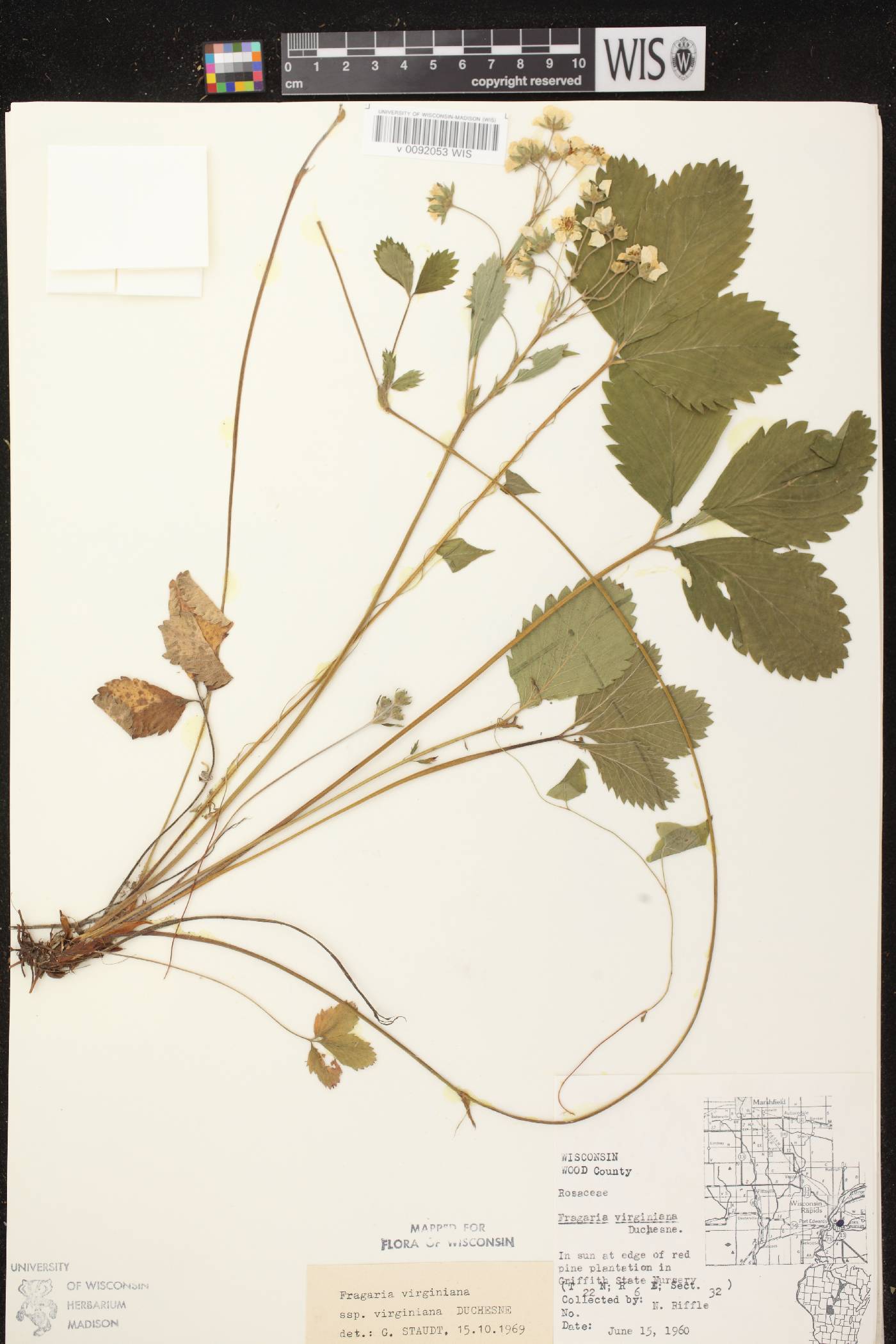 Fragaria virginiana image