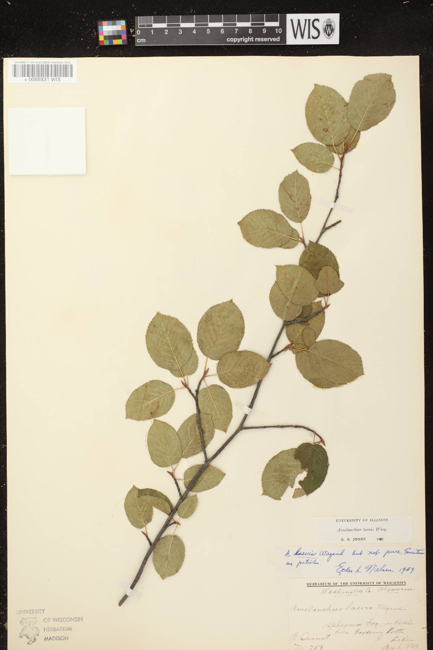 Amelanchier laevis image