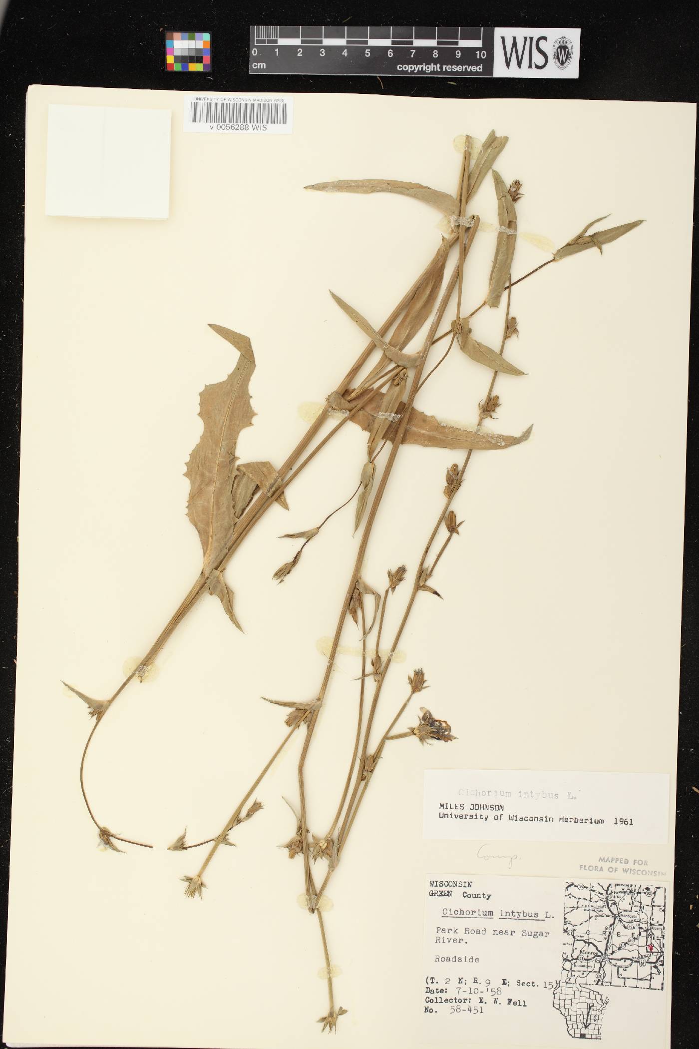 Cichorium intybus image