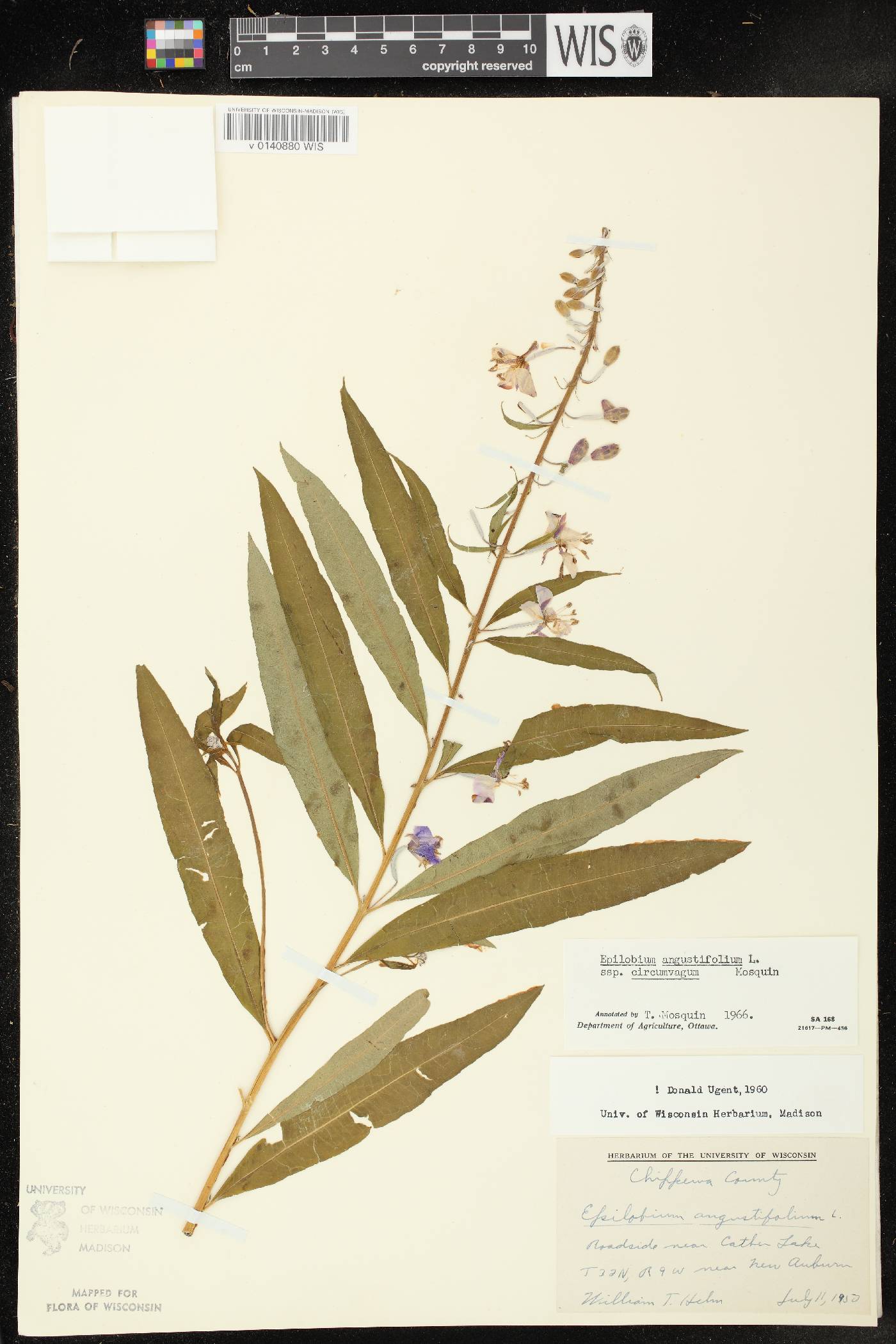Chamerion angustifolium subsp. circumvagum image