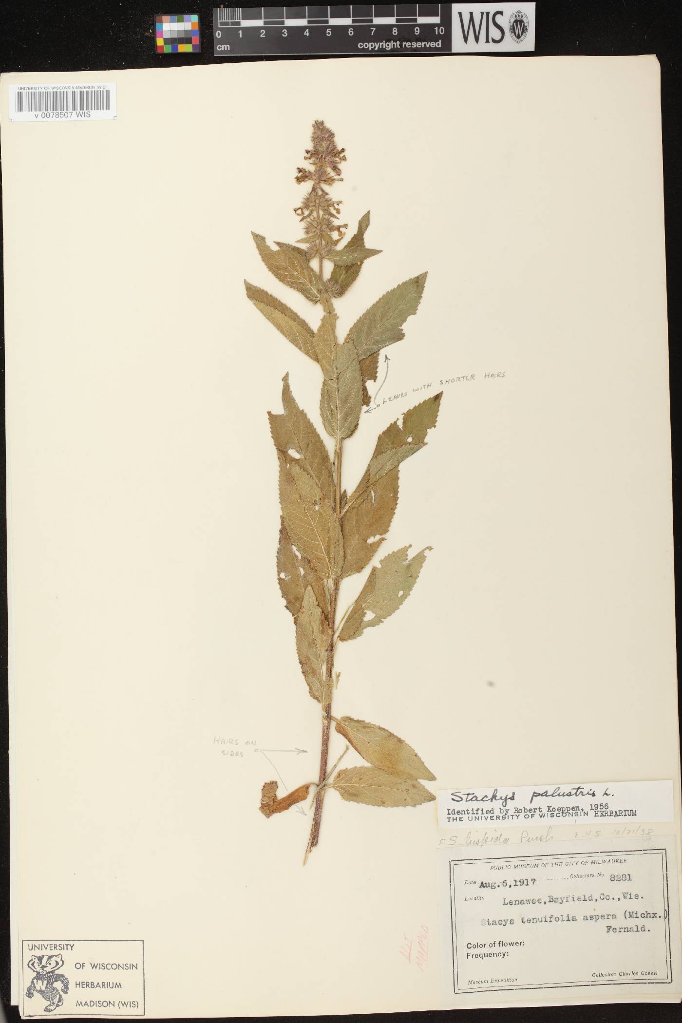 Stachys palustris image