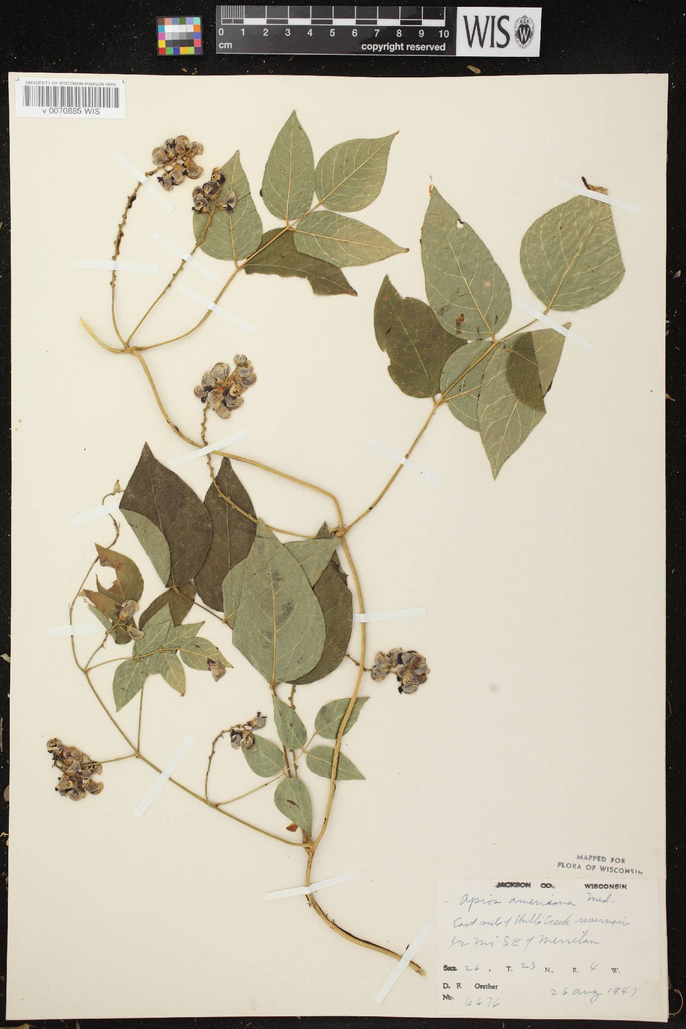 Apios americana image