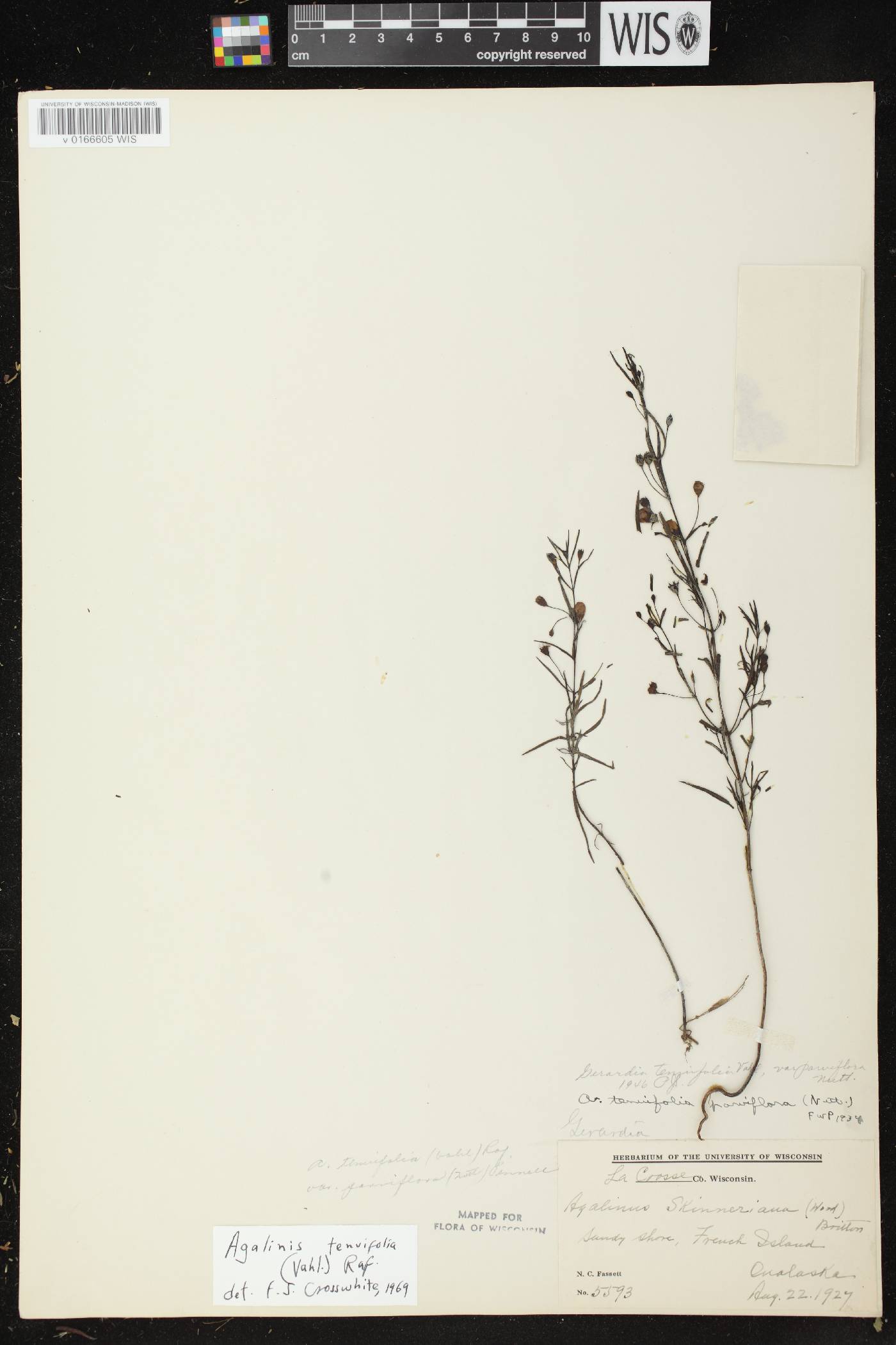 Agalinis tenuifolia image