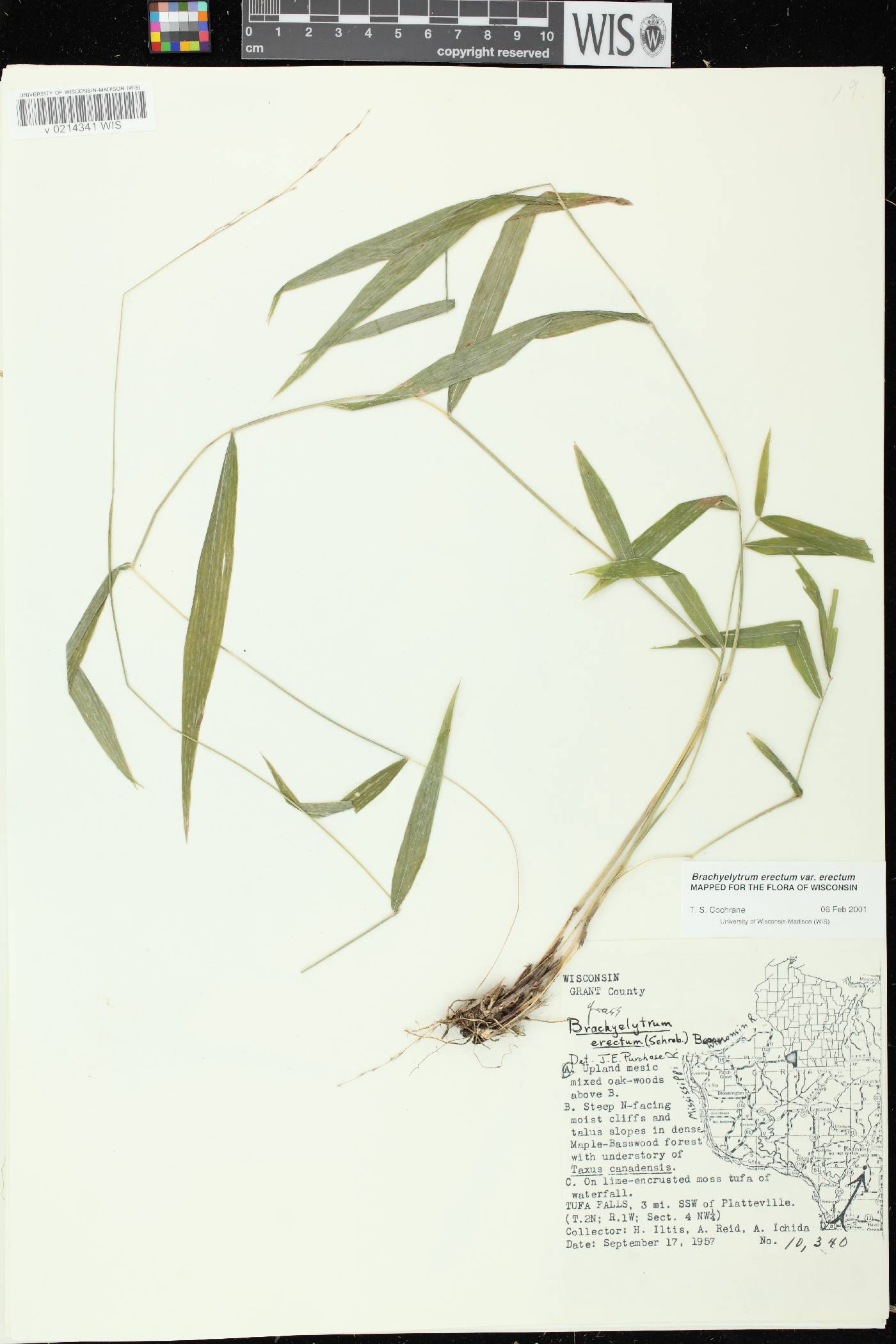 Brachyelytrum erectum image