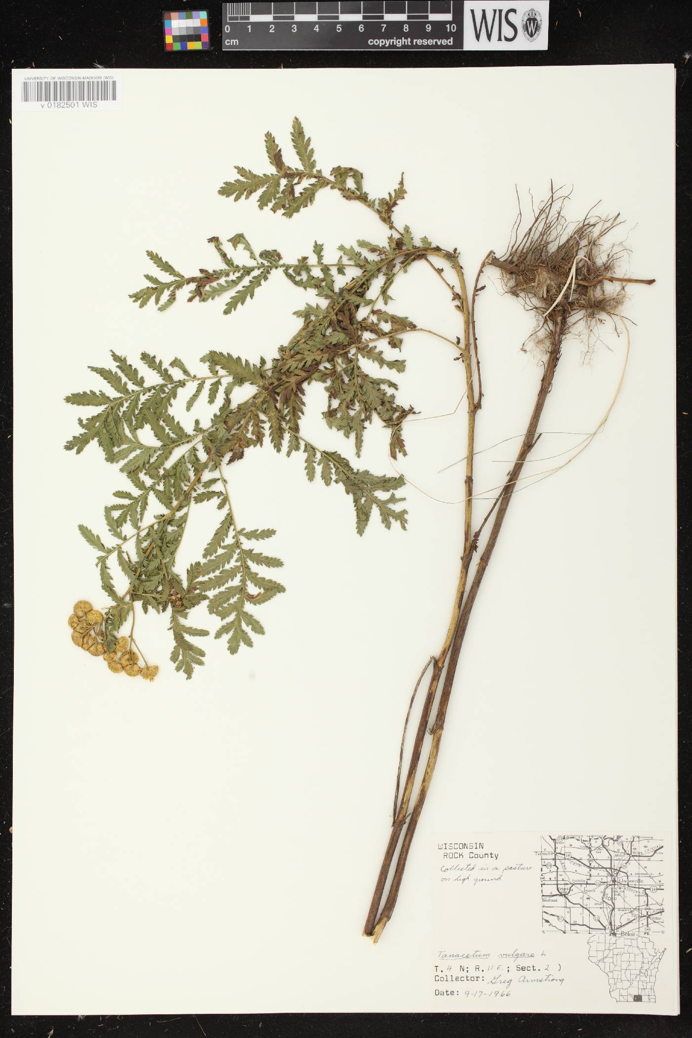 Tanacetum vulgare image