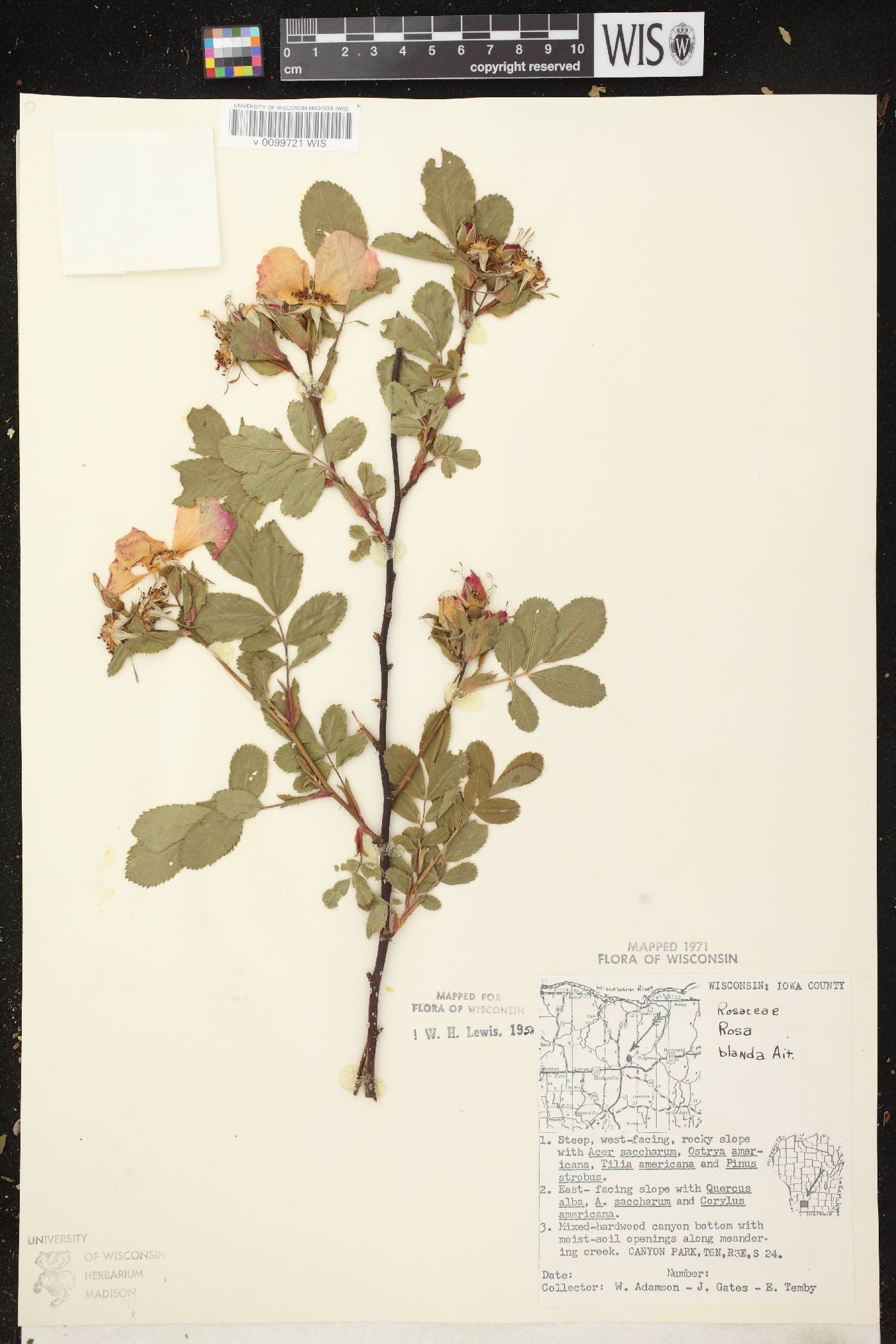 Rosa blanda image
