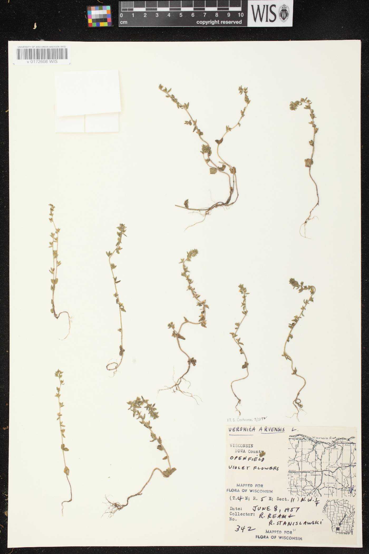 Veronica arvensis image