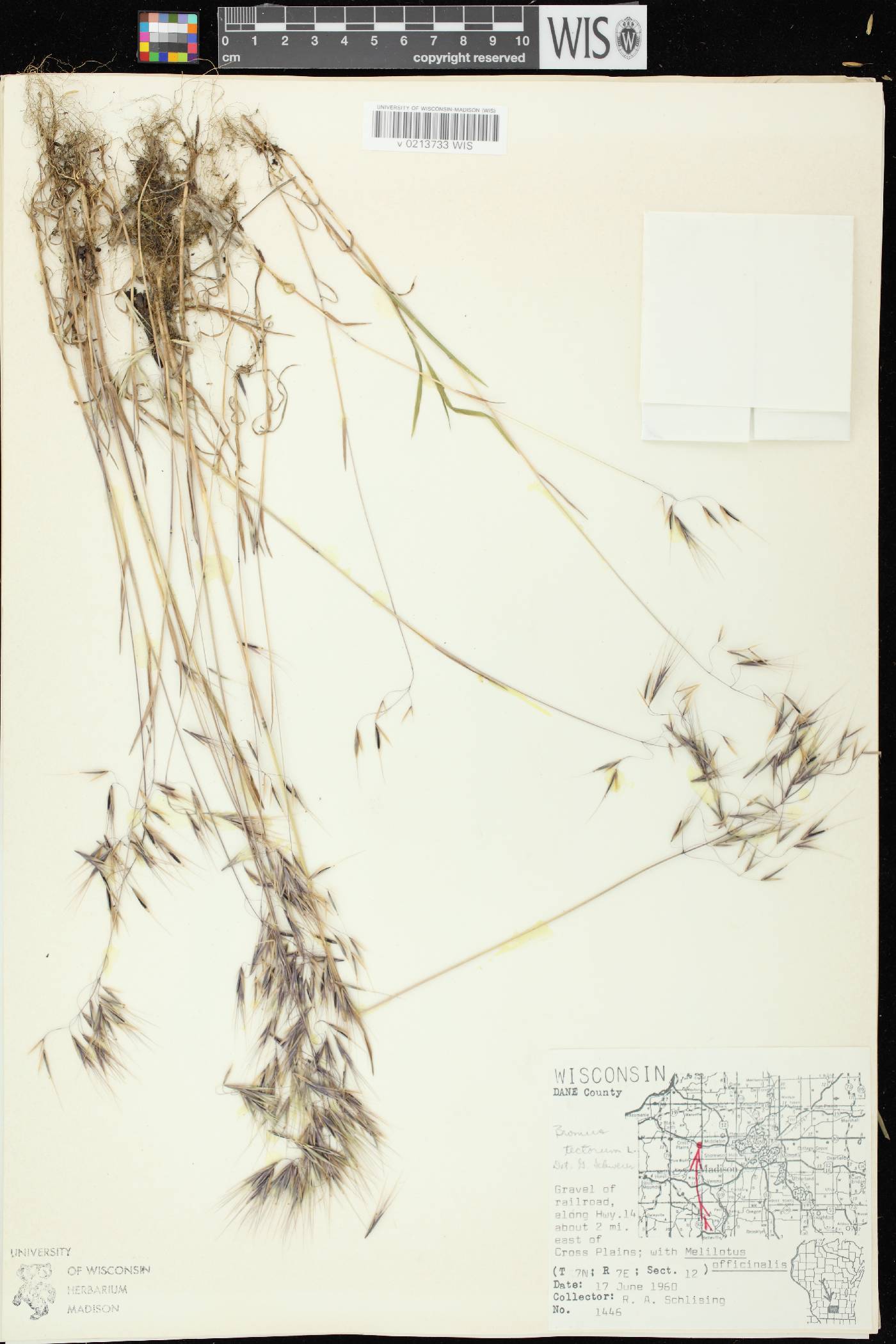 Bromus tectorum image