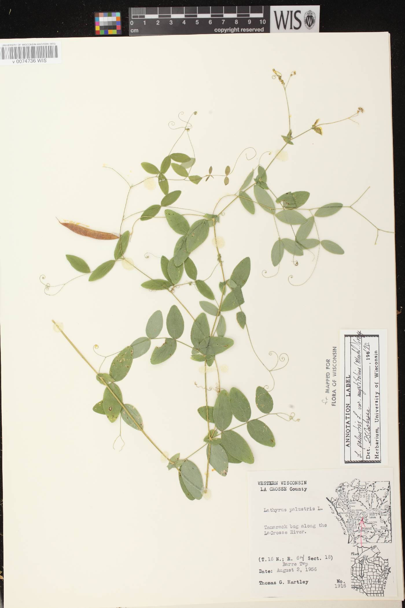 Lathyrus palustris image