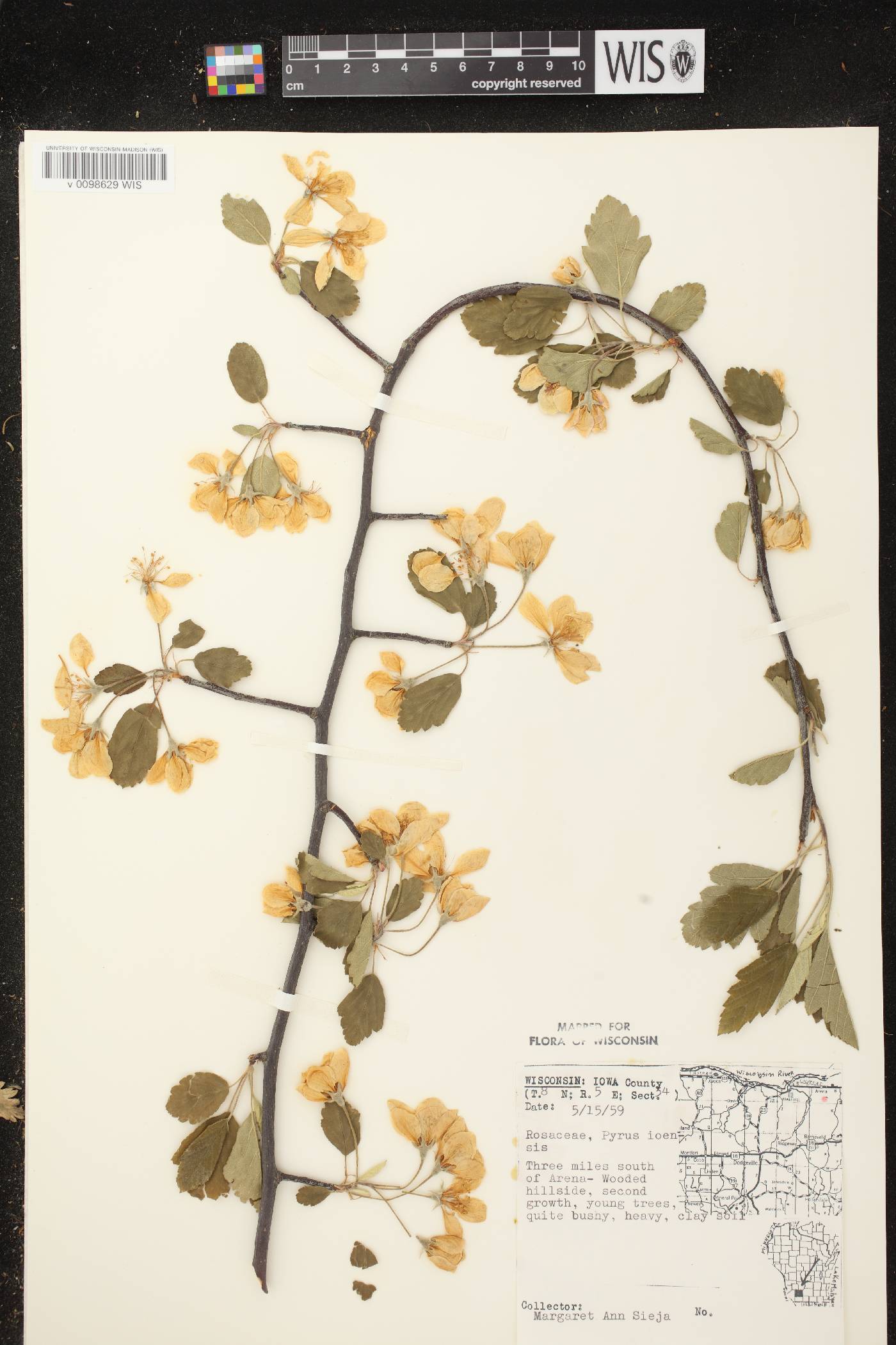 Malus ioensis image