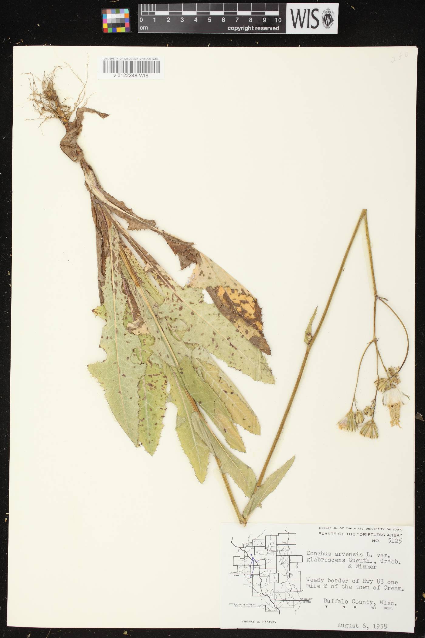 Sonchus arvensis image