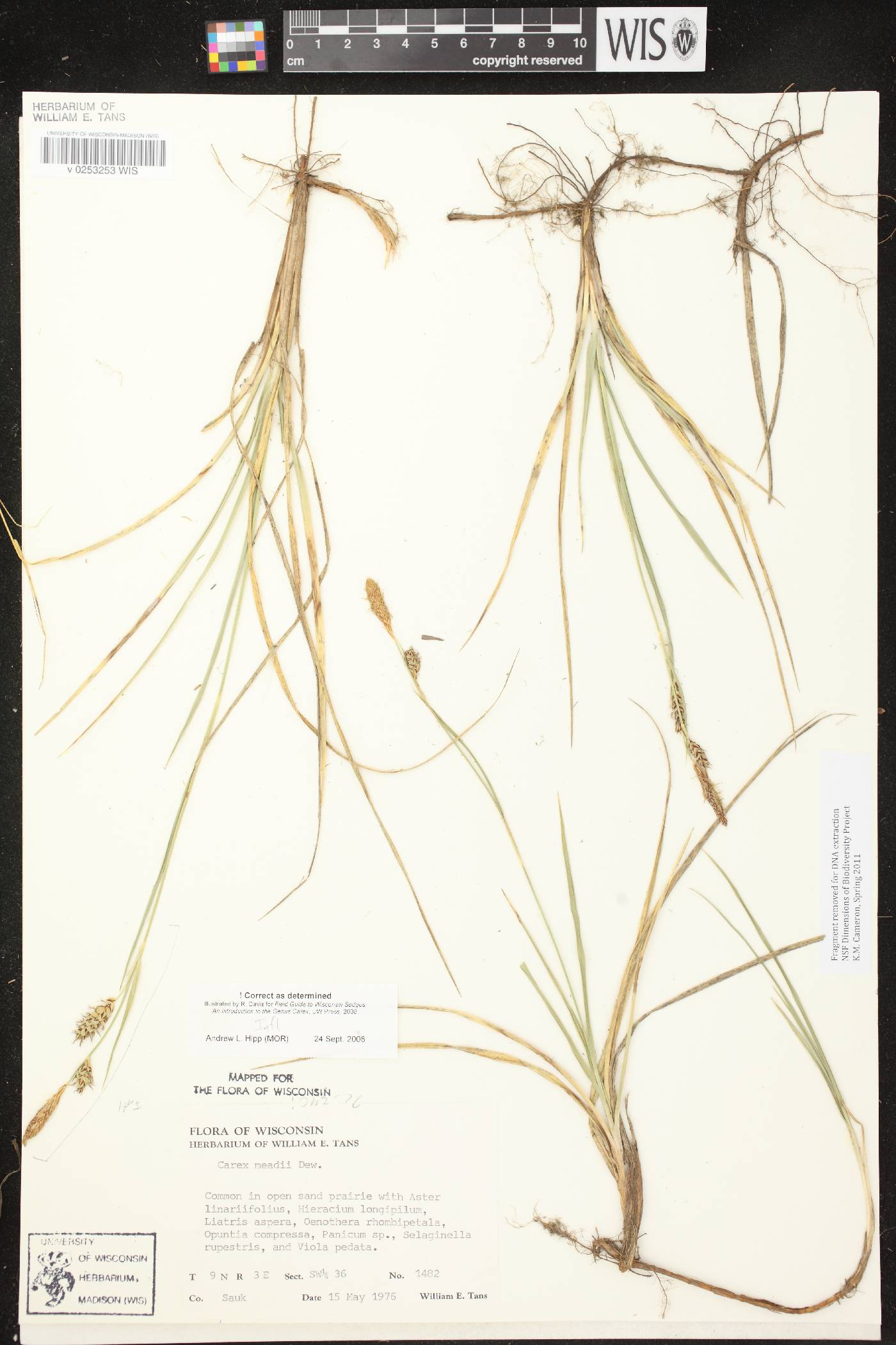 Carex meadii image