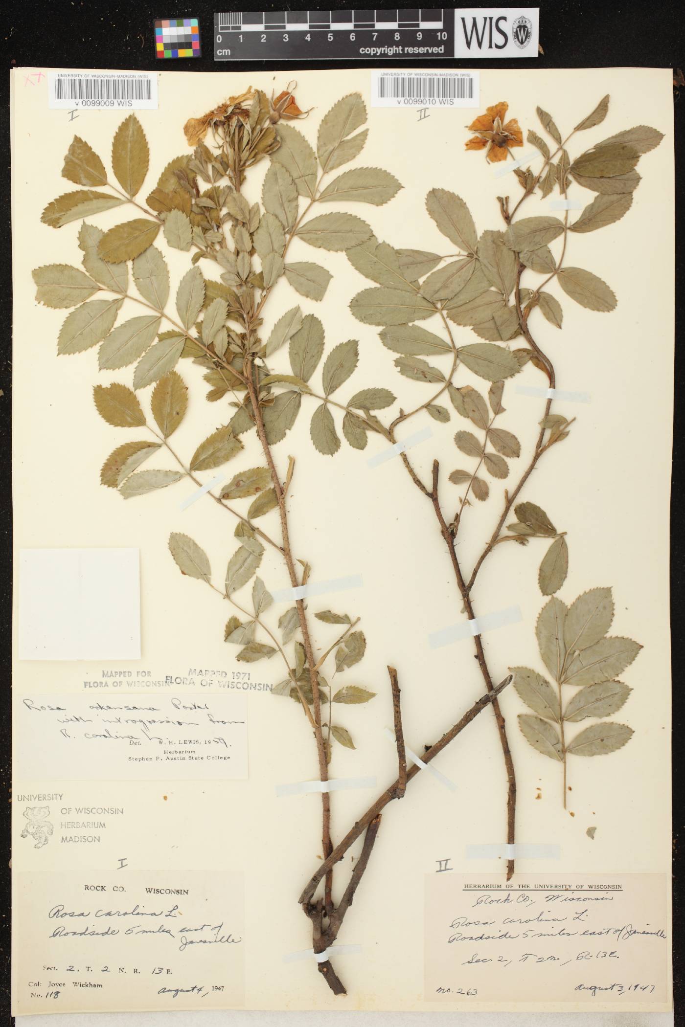 Rosa arkansana image