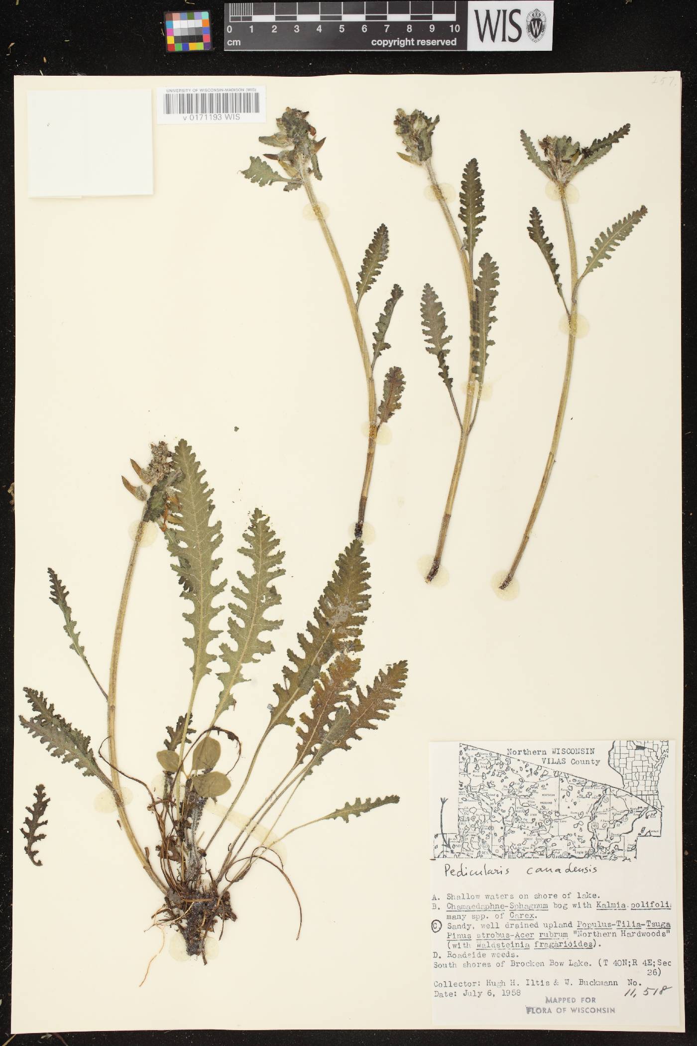 Pedicularis canadensis subsp. canadensis image