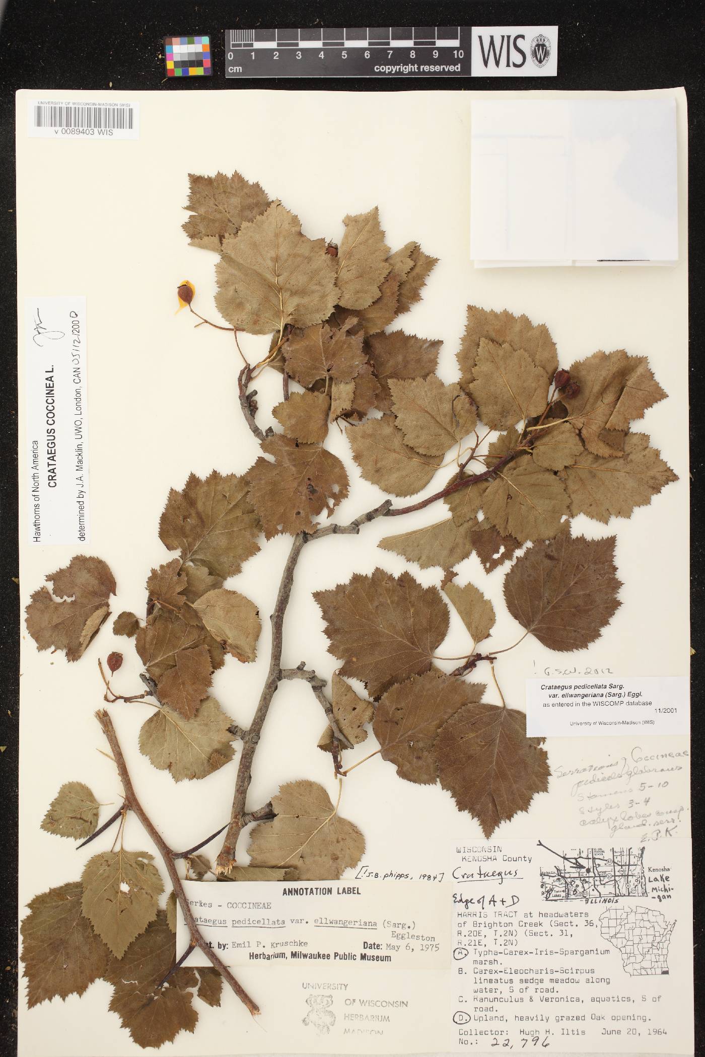 Crataegus coccinea var. coccinea image