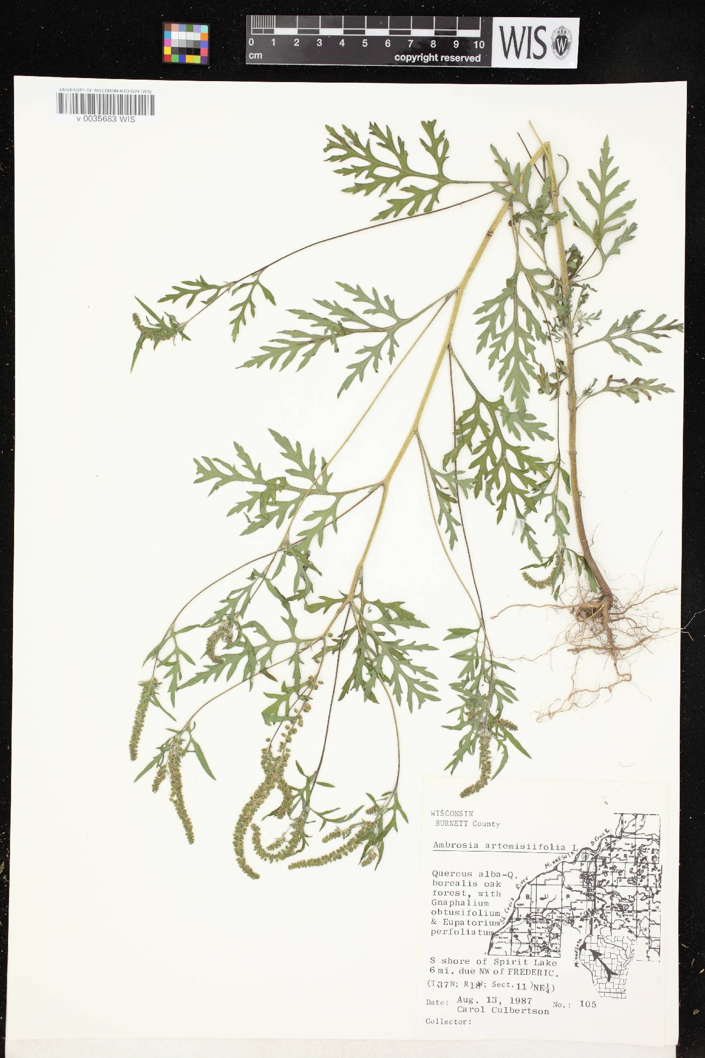 Ambrosia artemisiifolia image