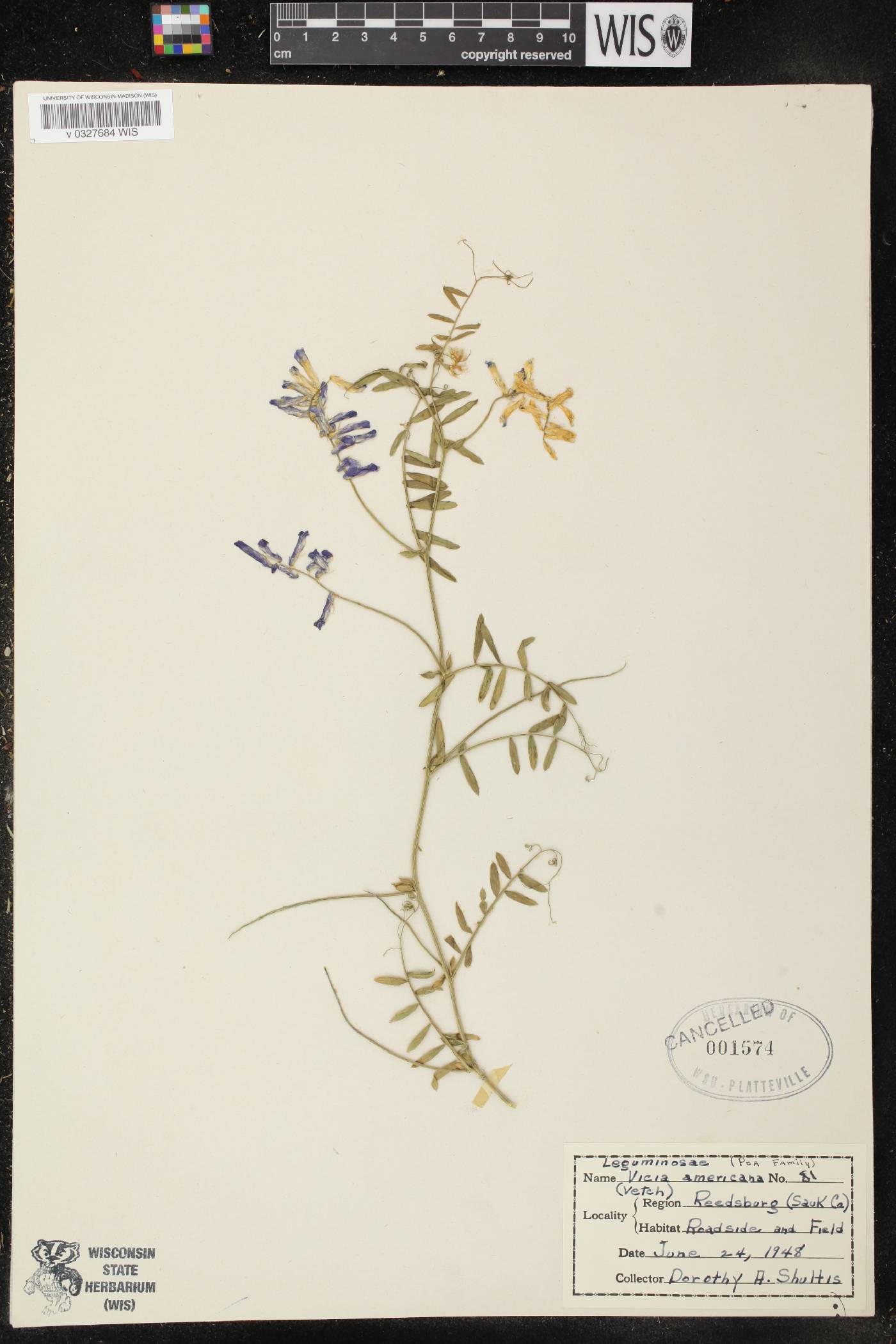 Vicia villosa image