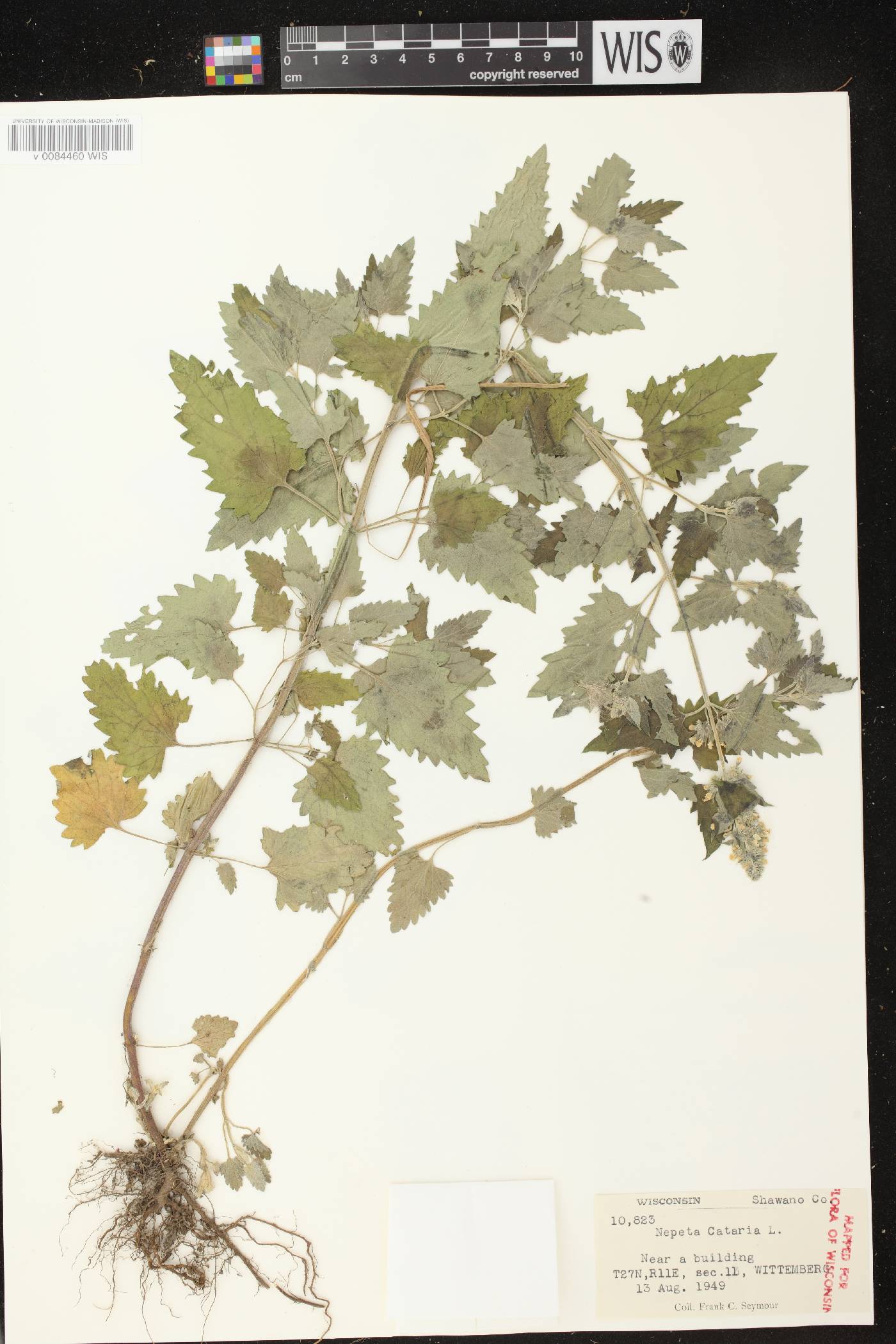 Nepeta cataria image