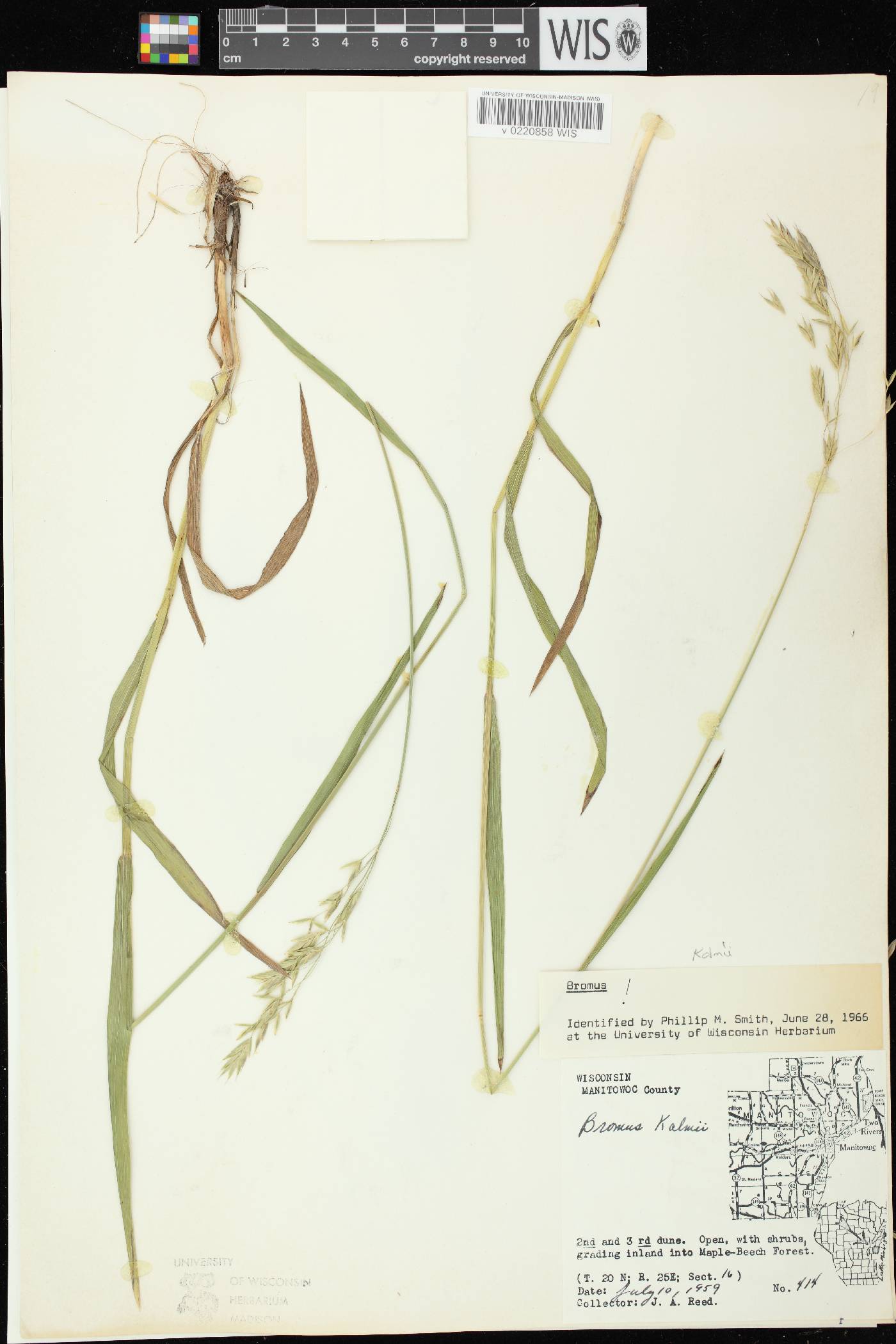 Bromus kalmii image