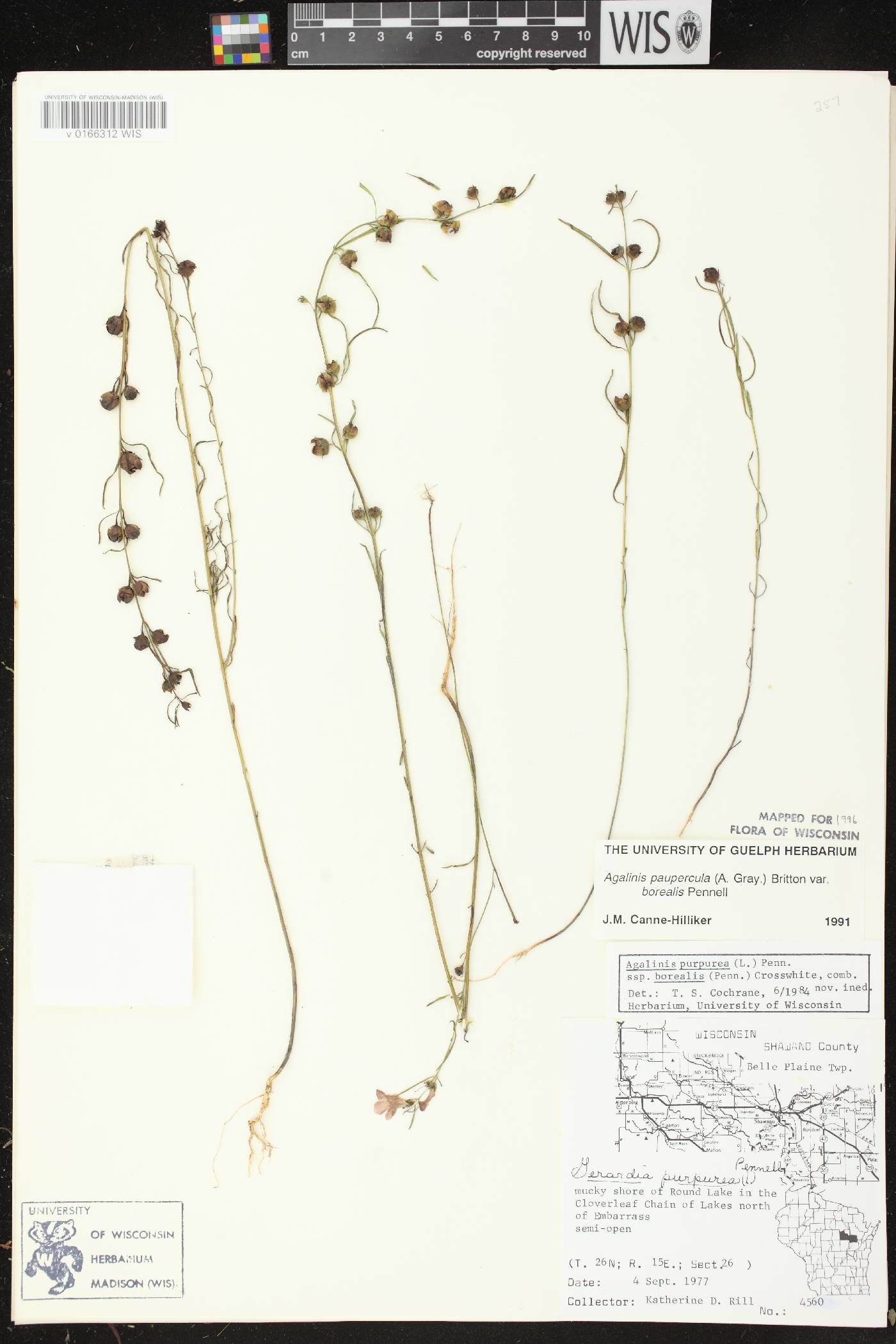 Agalinis paupercula var. borealis image