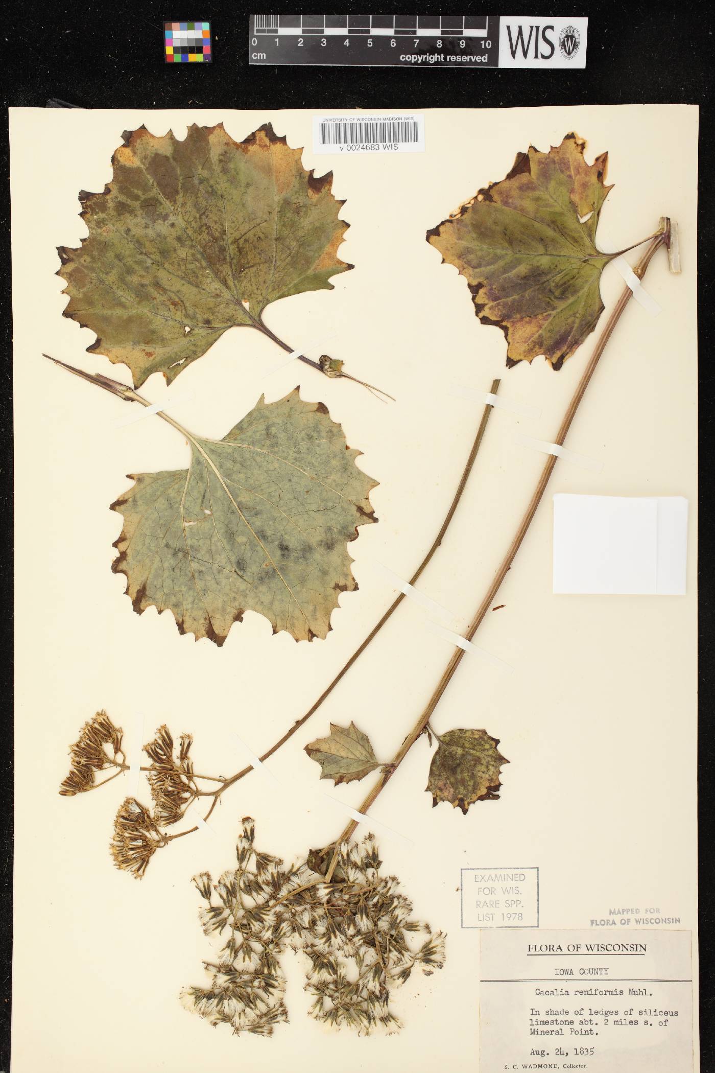 Arnoglossum reniforme image