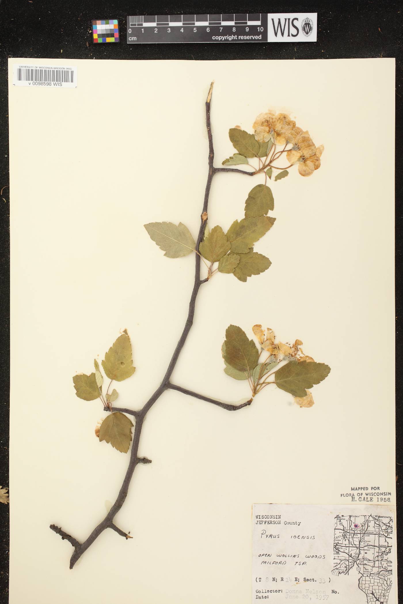 Malus ioensis image