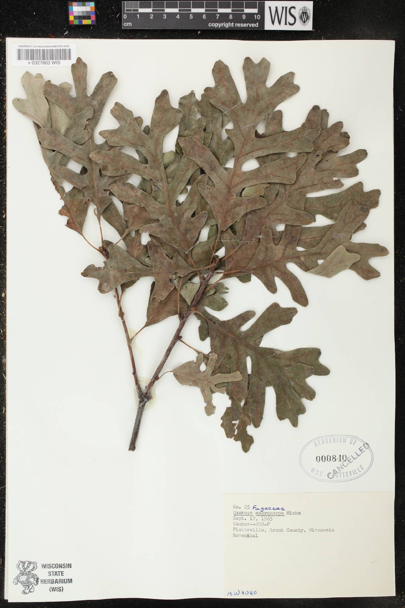 Quercus macrocarpa image