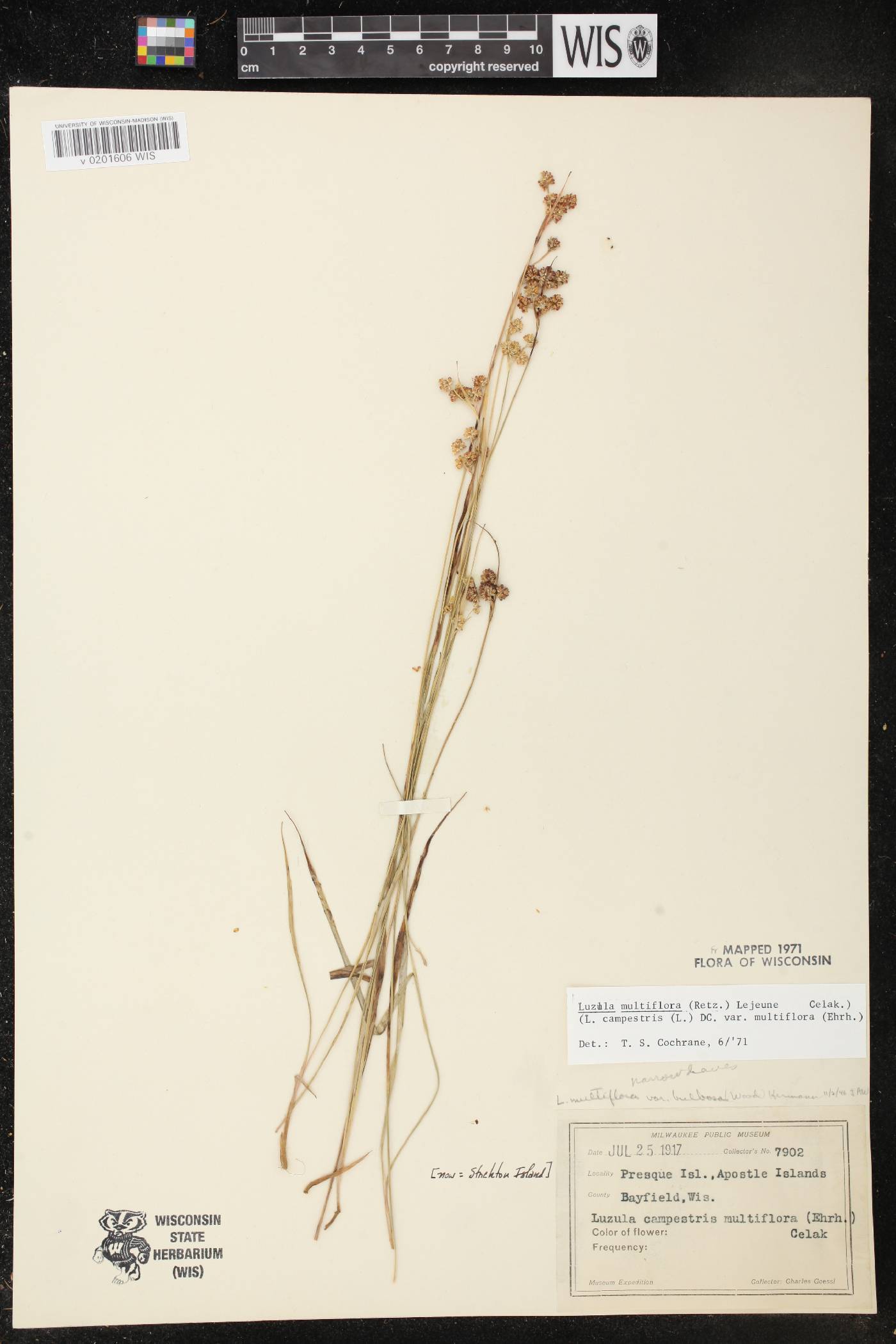 Luzula multiflora image