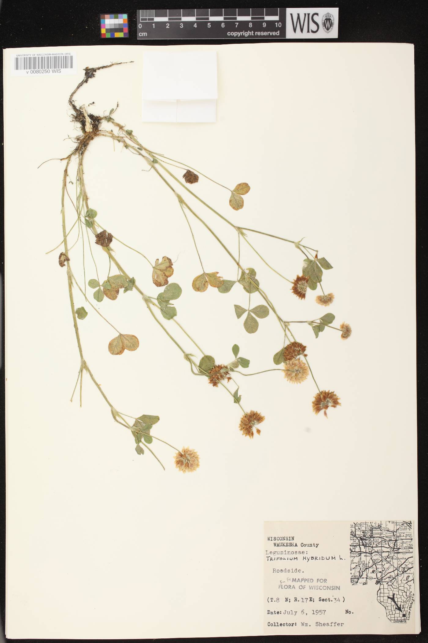 Trifolium hybridum image