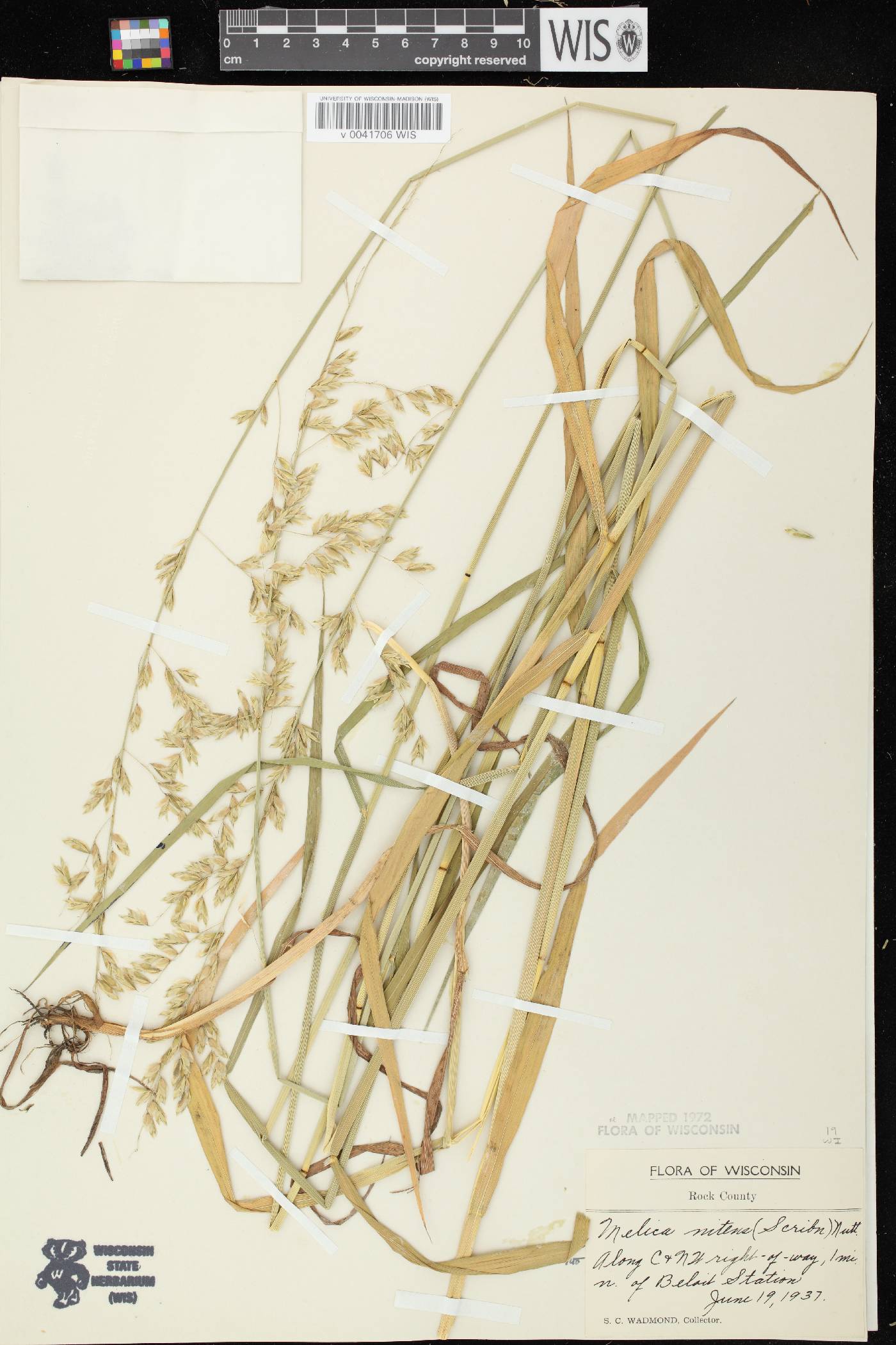Melica nitens image