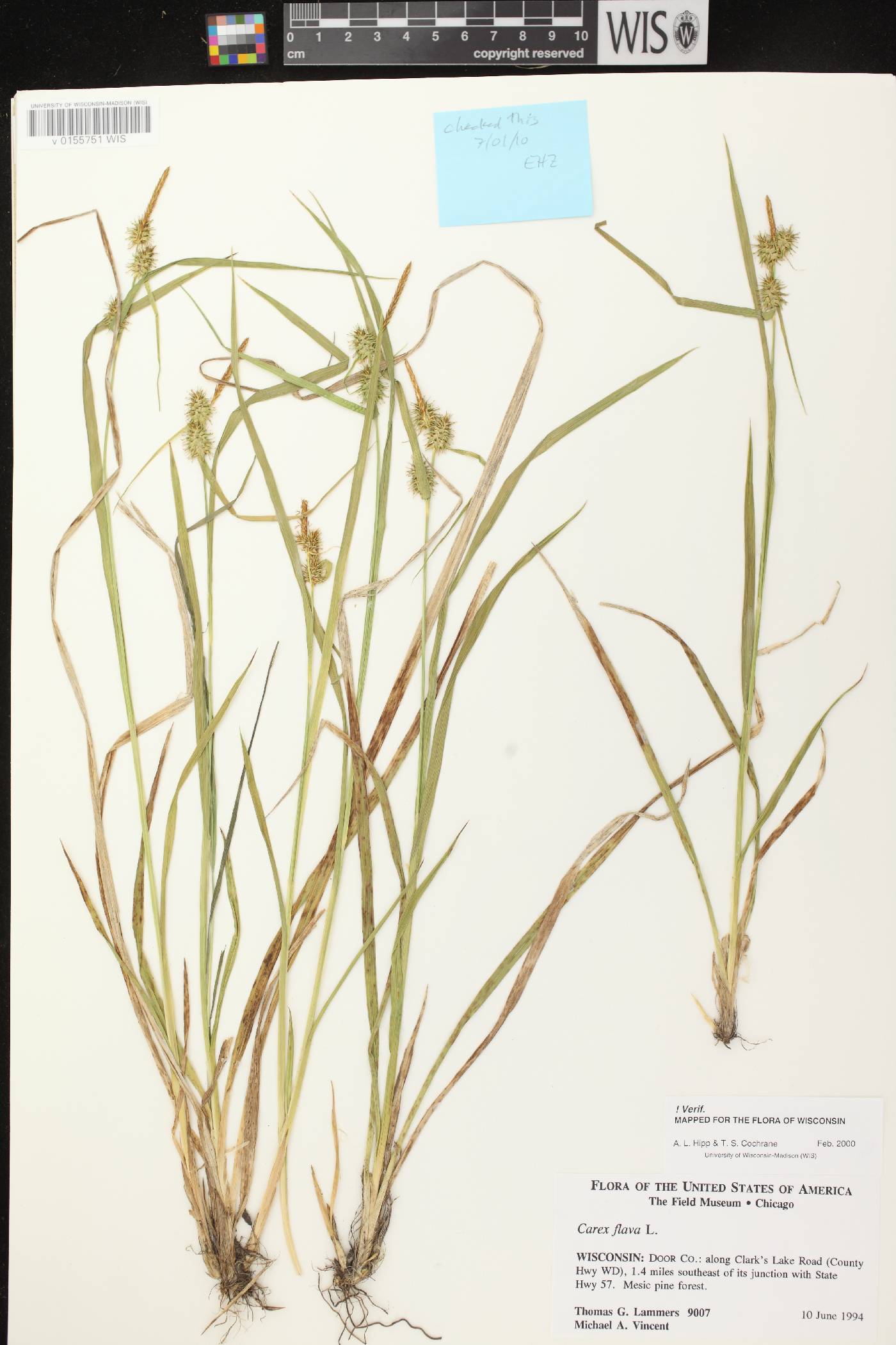 Carex flava image