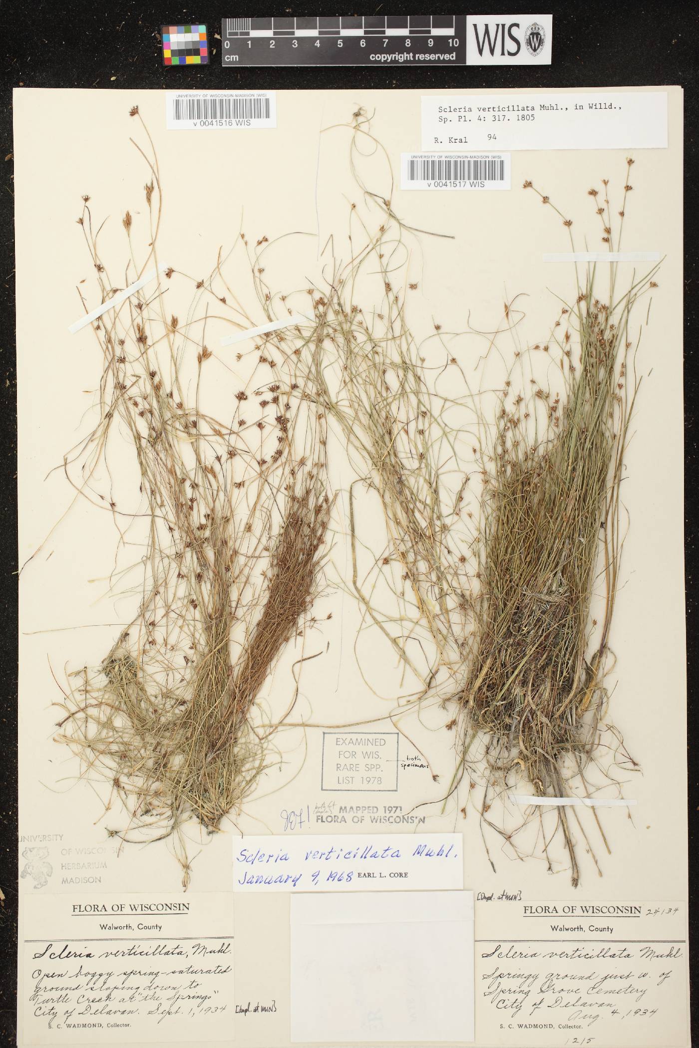 Scleria verticillata image
