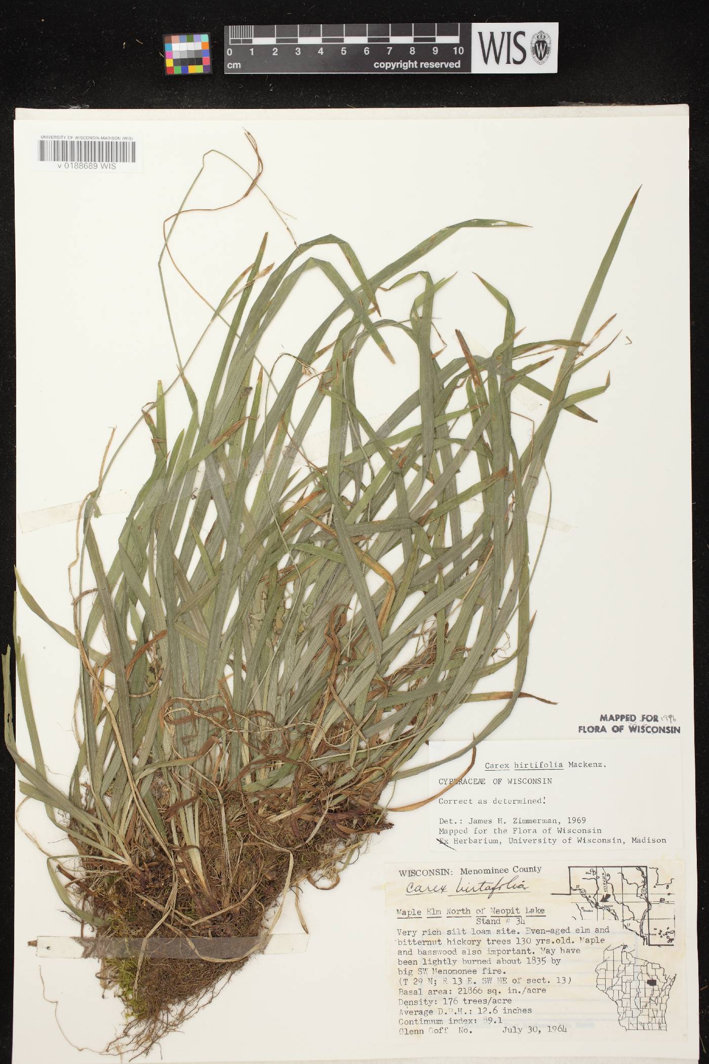 Carex hirtifolia image