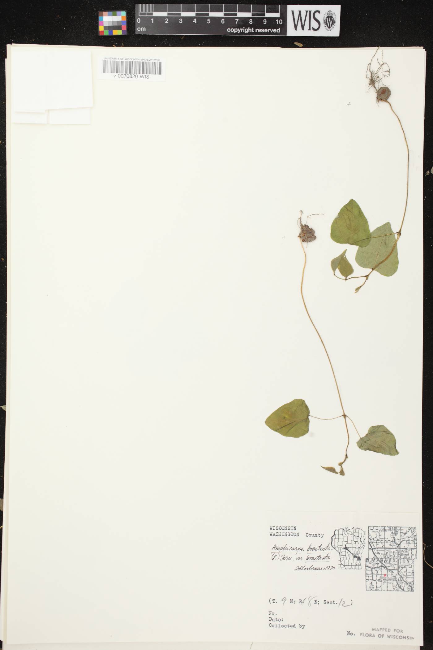 Amphicarpaea bracteata image