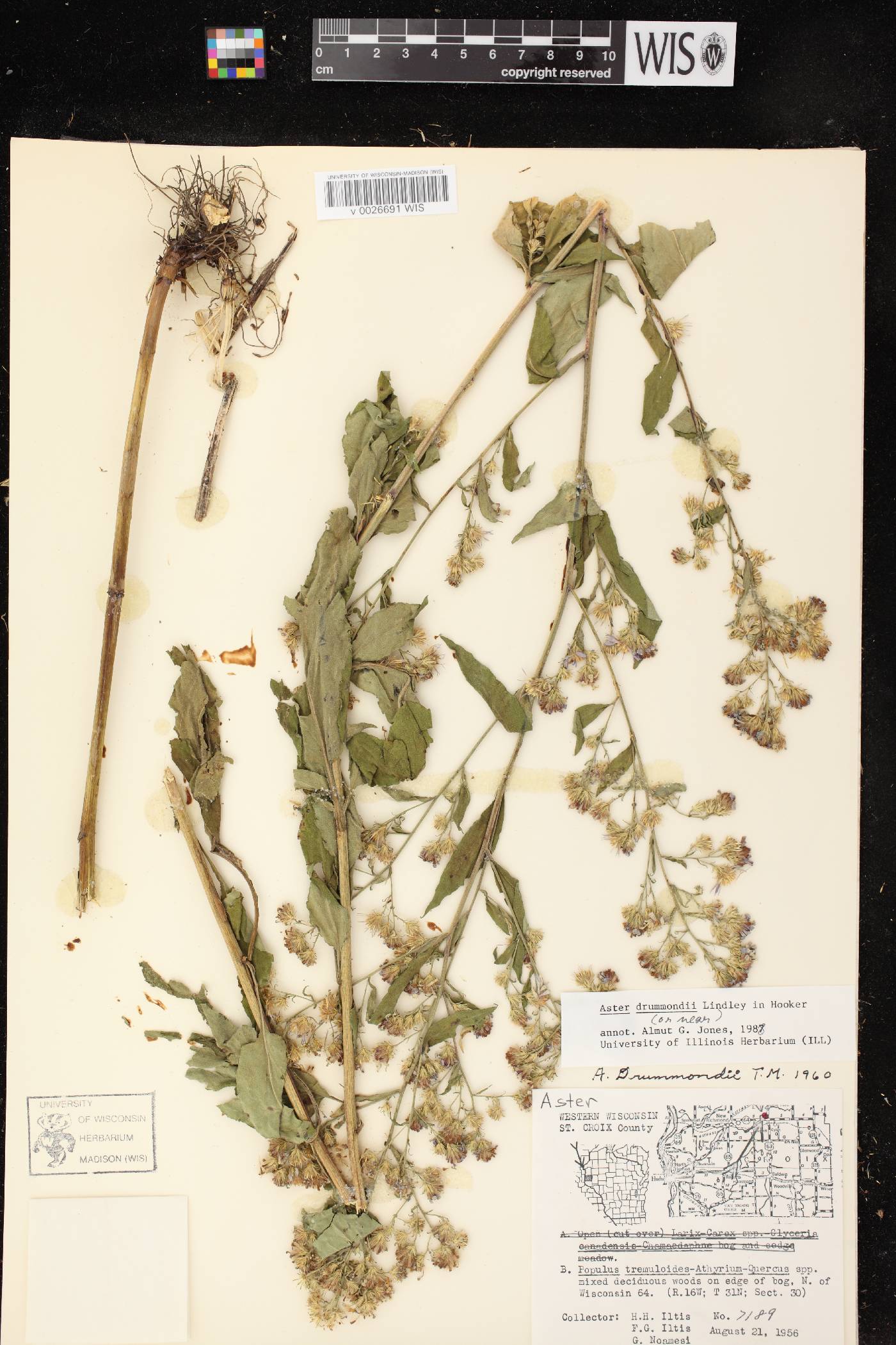 Symphyotrichum drummondii image