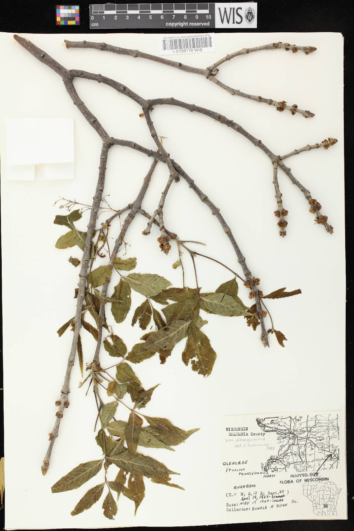 Fraxinus pennsylvanica image