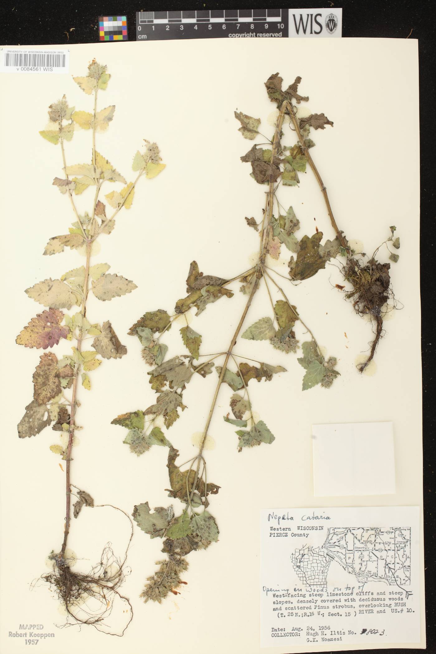 Nepeta cataria image