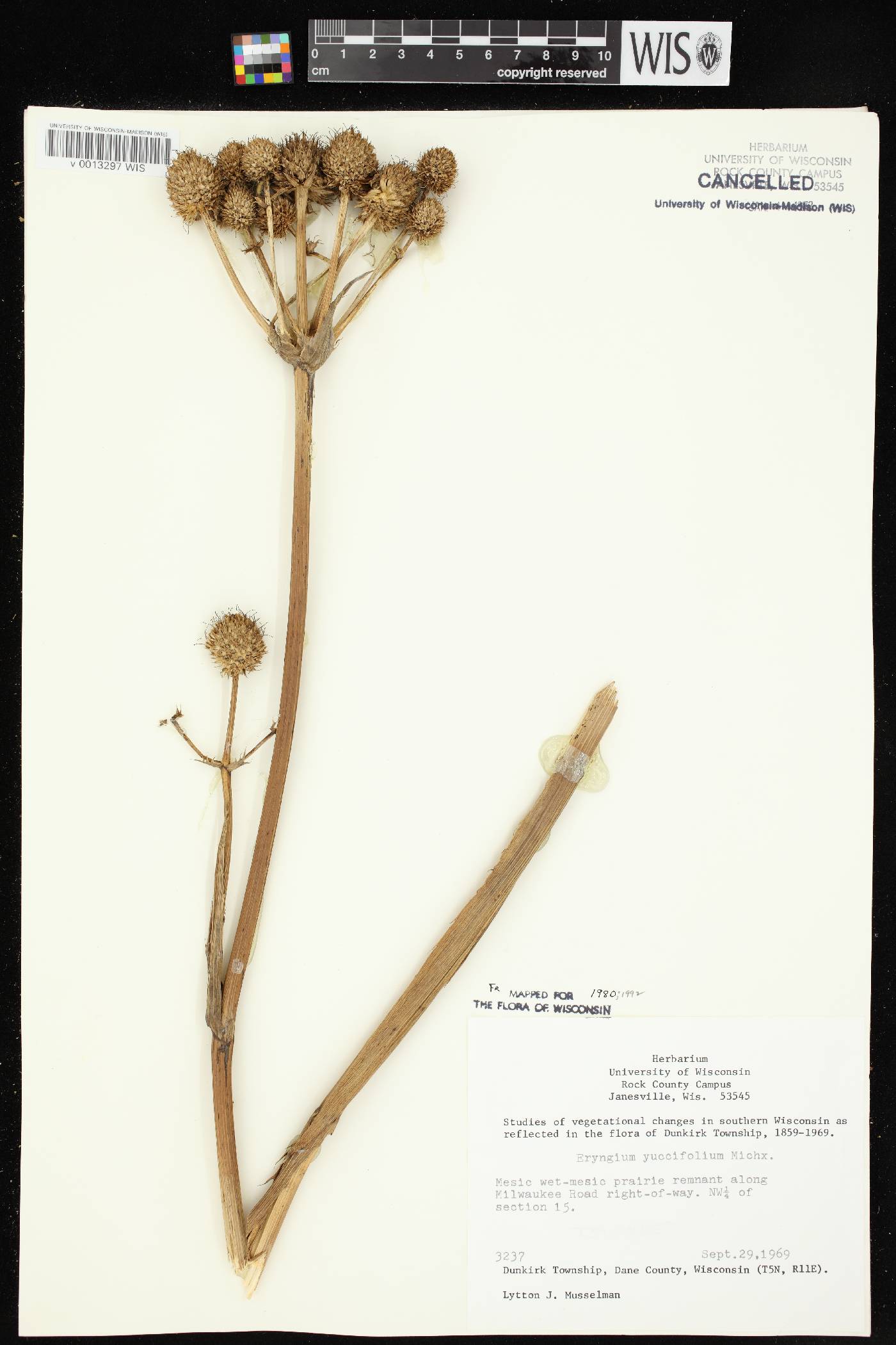 Eryngium yuccifolium image