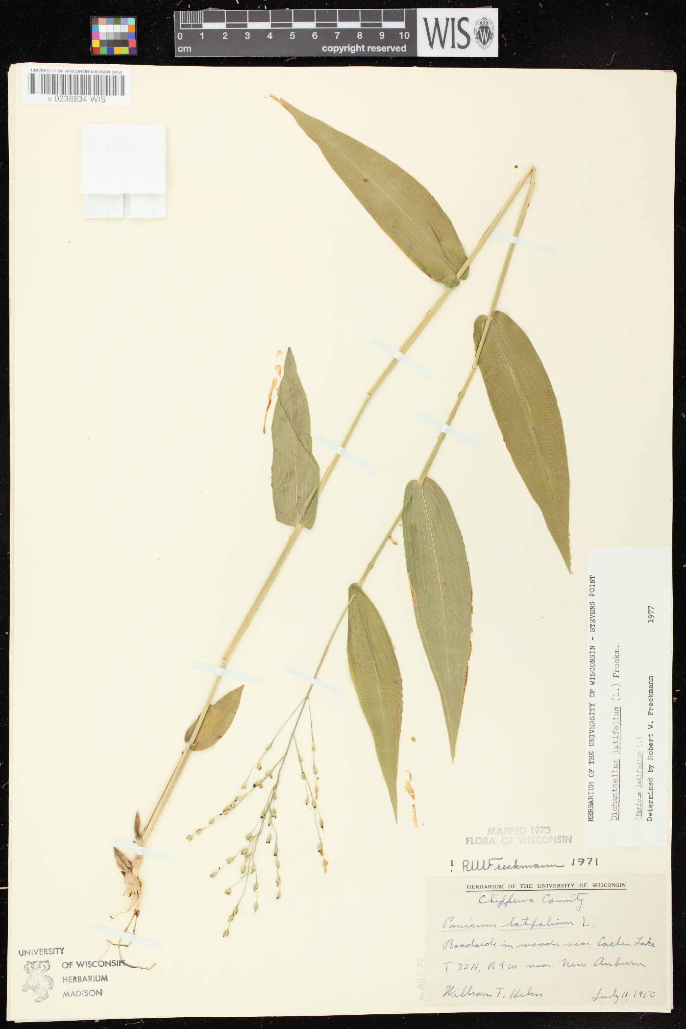 Dichanthelium latifolium image