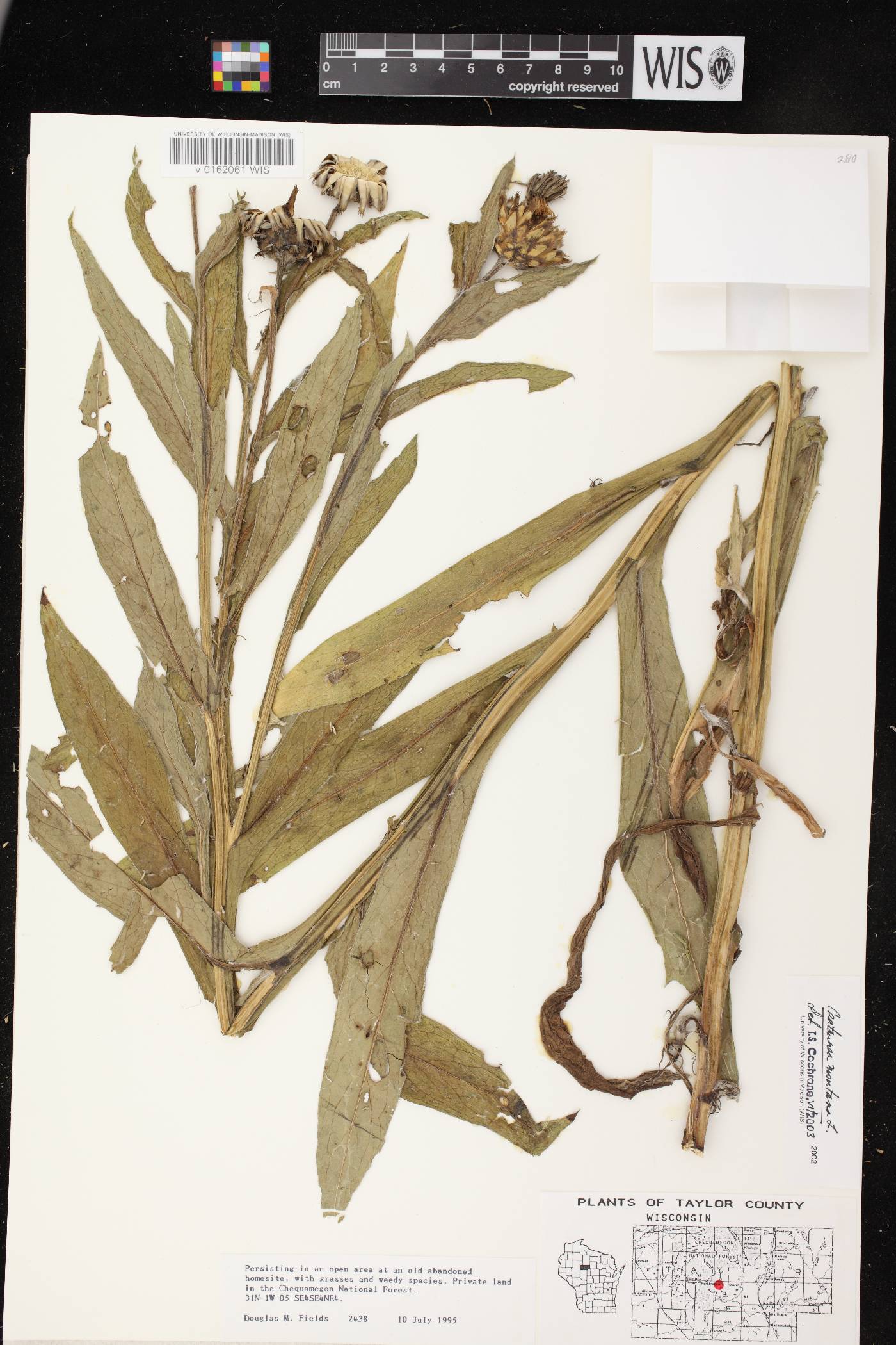 Centaurea montana image