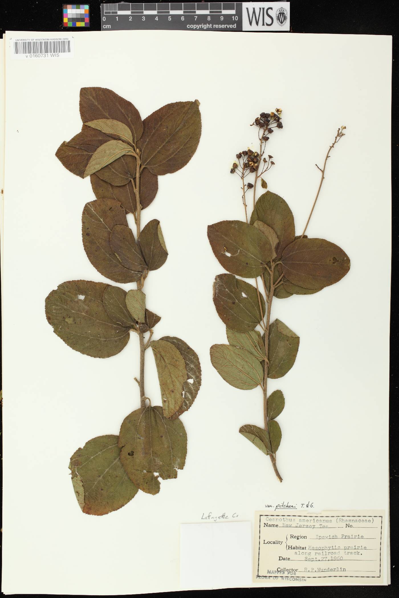 Ceanothus americanus image