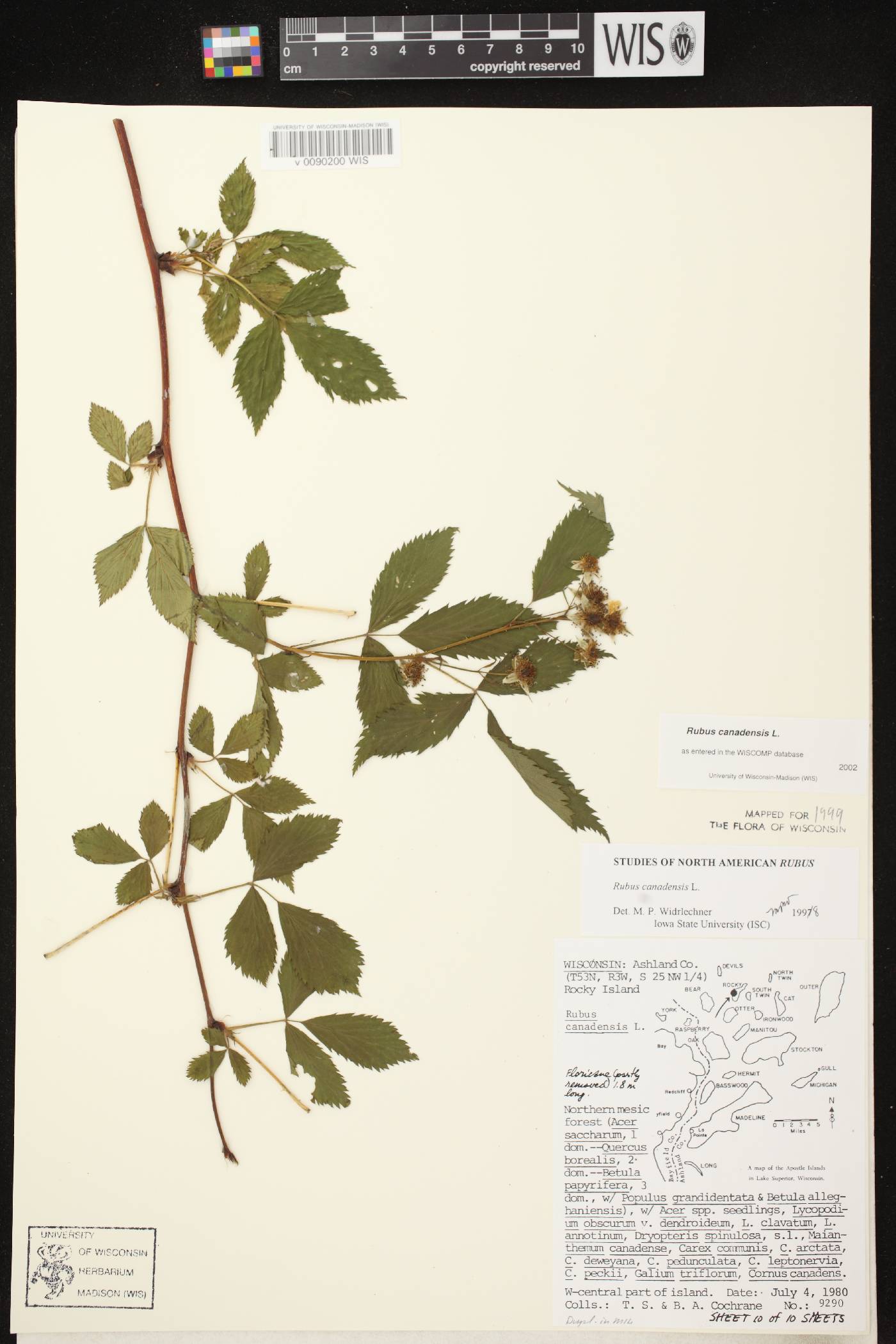 Rubus canadensis image