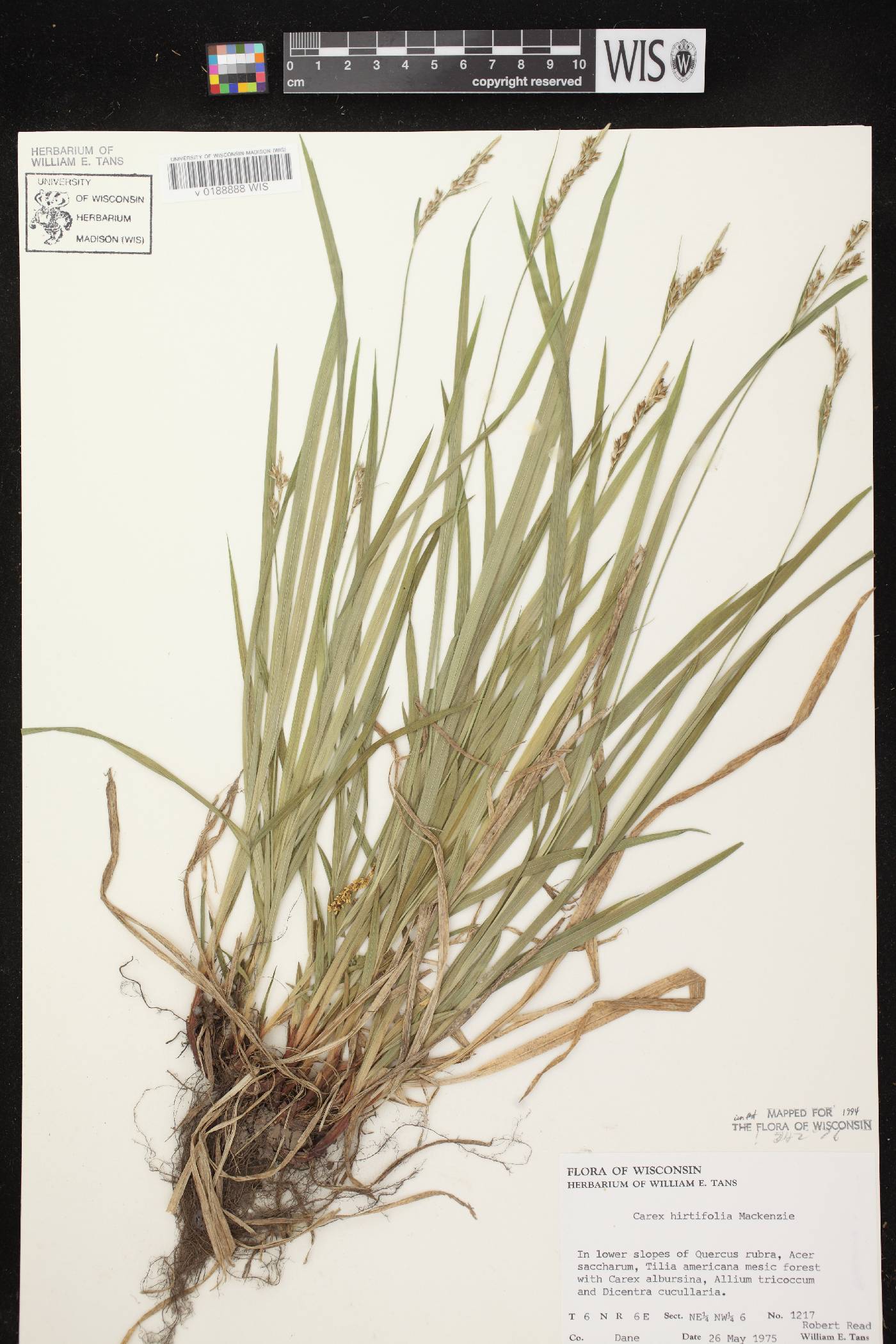 Carex hirtifolia image