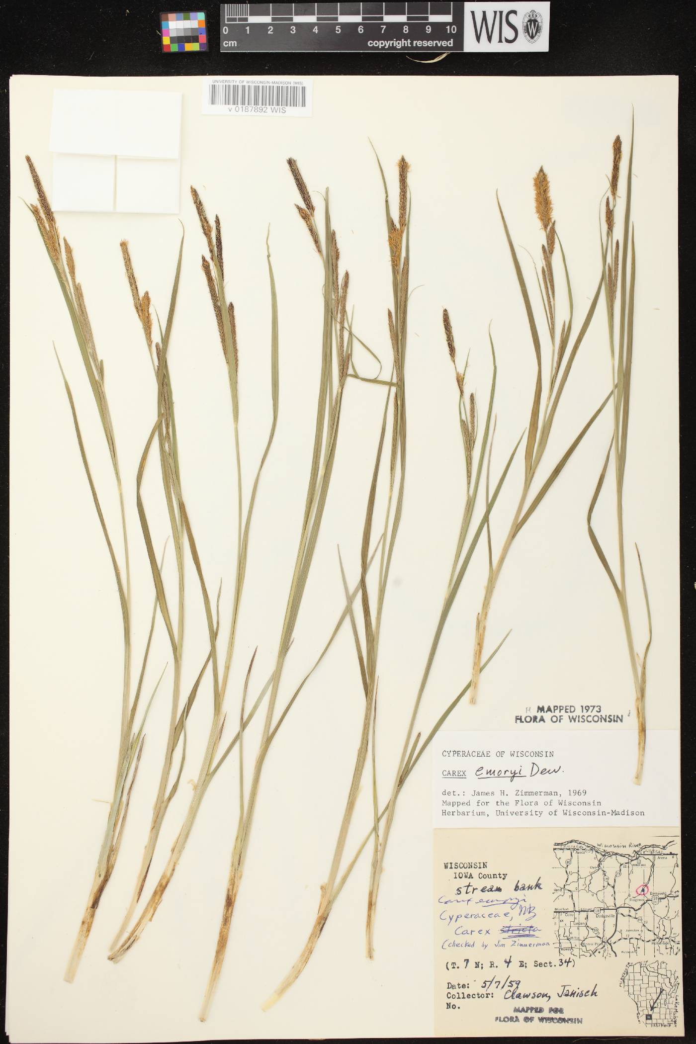 Carex emoryi image