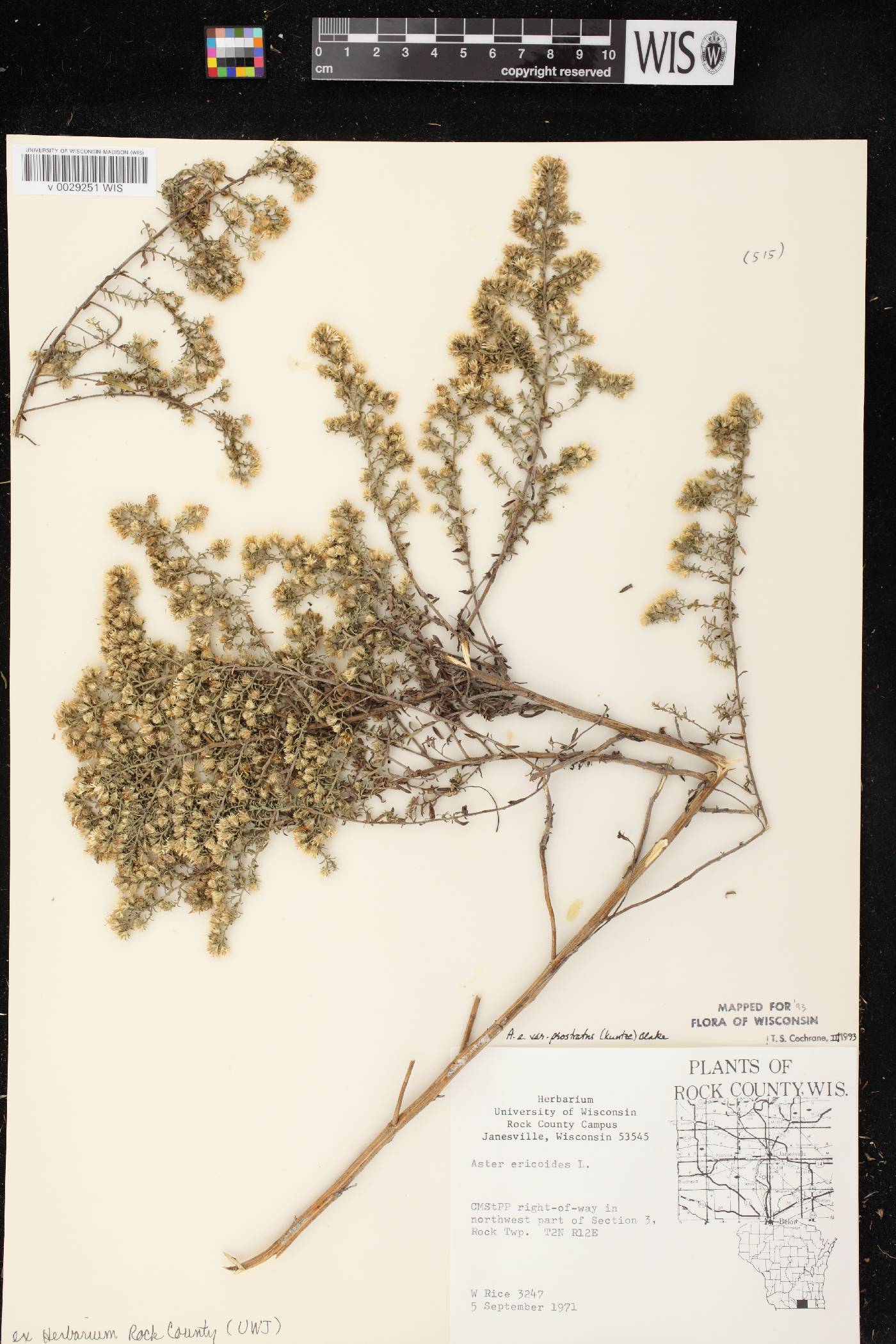 Symphyotrichum ericoides var. ericoides image