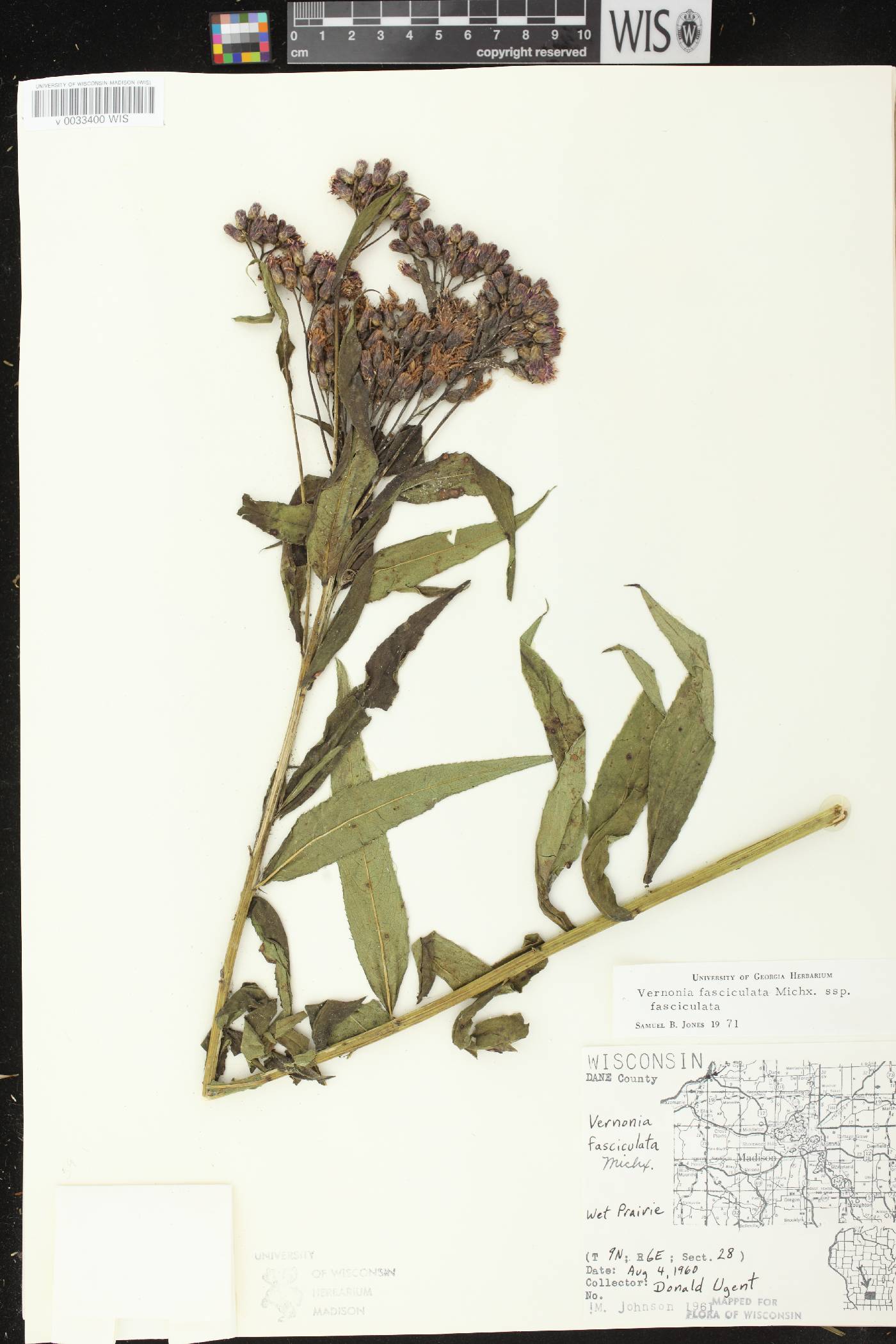 Vernonia fasciculata image