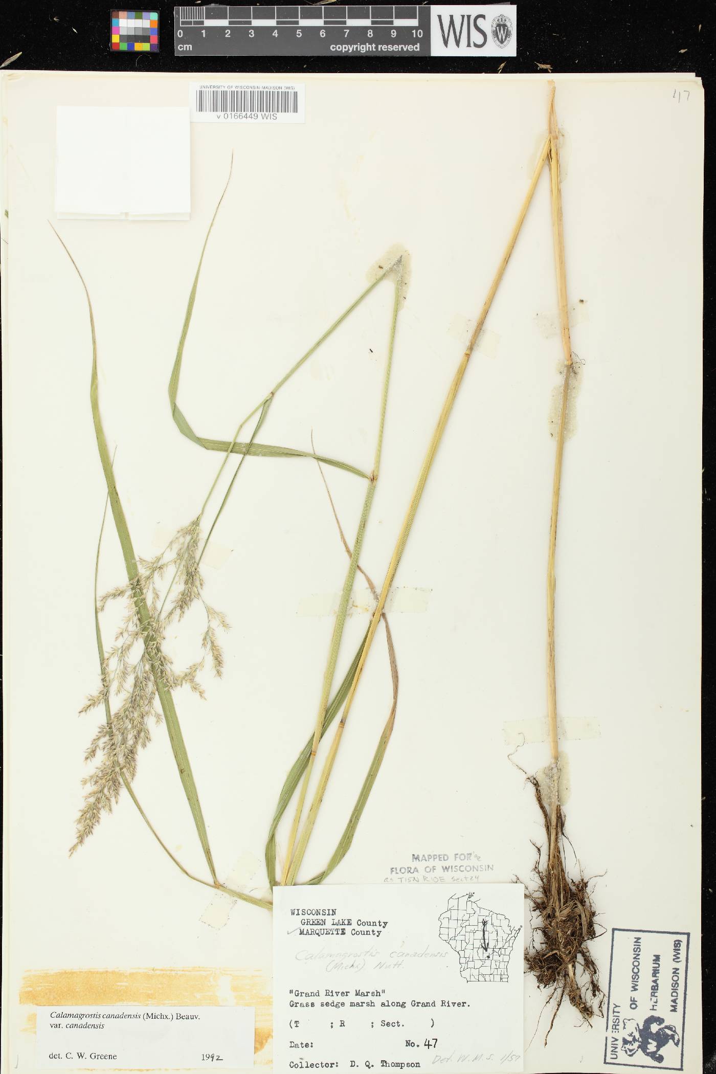 Calamagrostis canadensis var. canadensis image