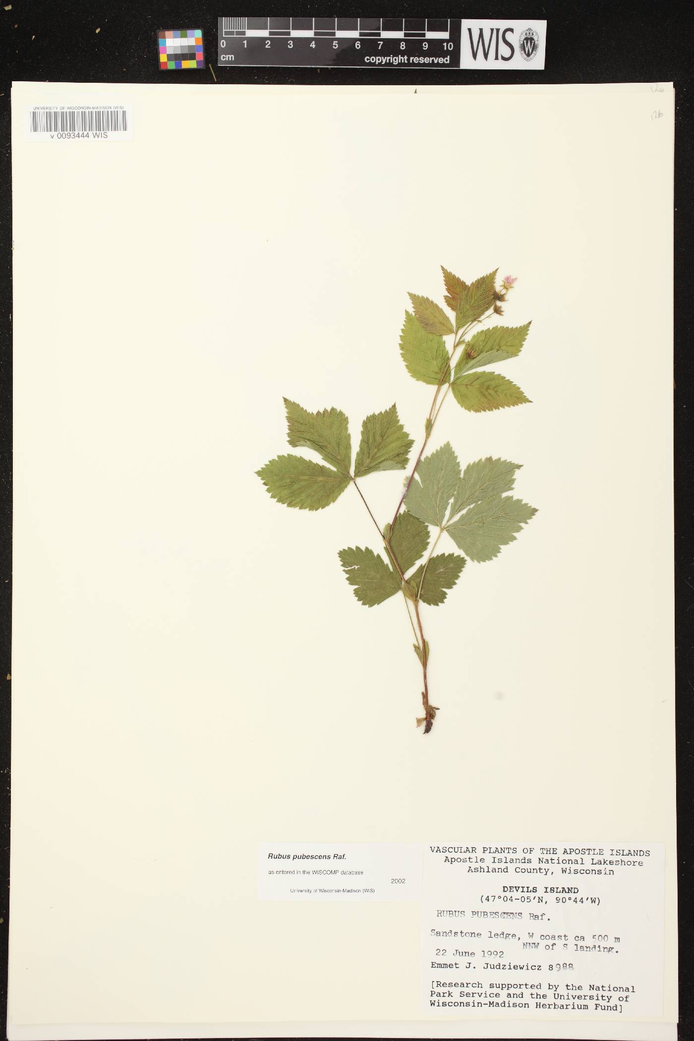 Rubus pubescens image