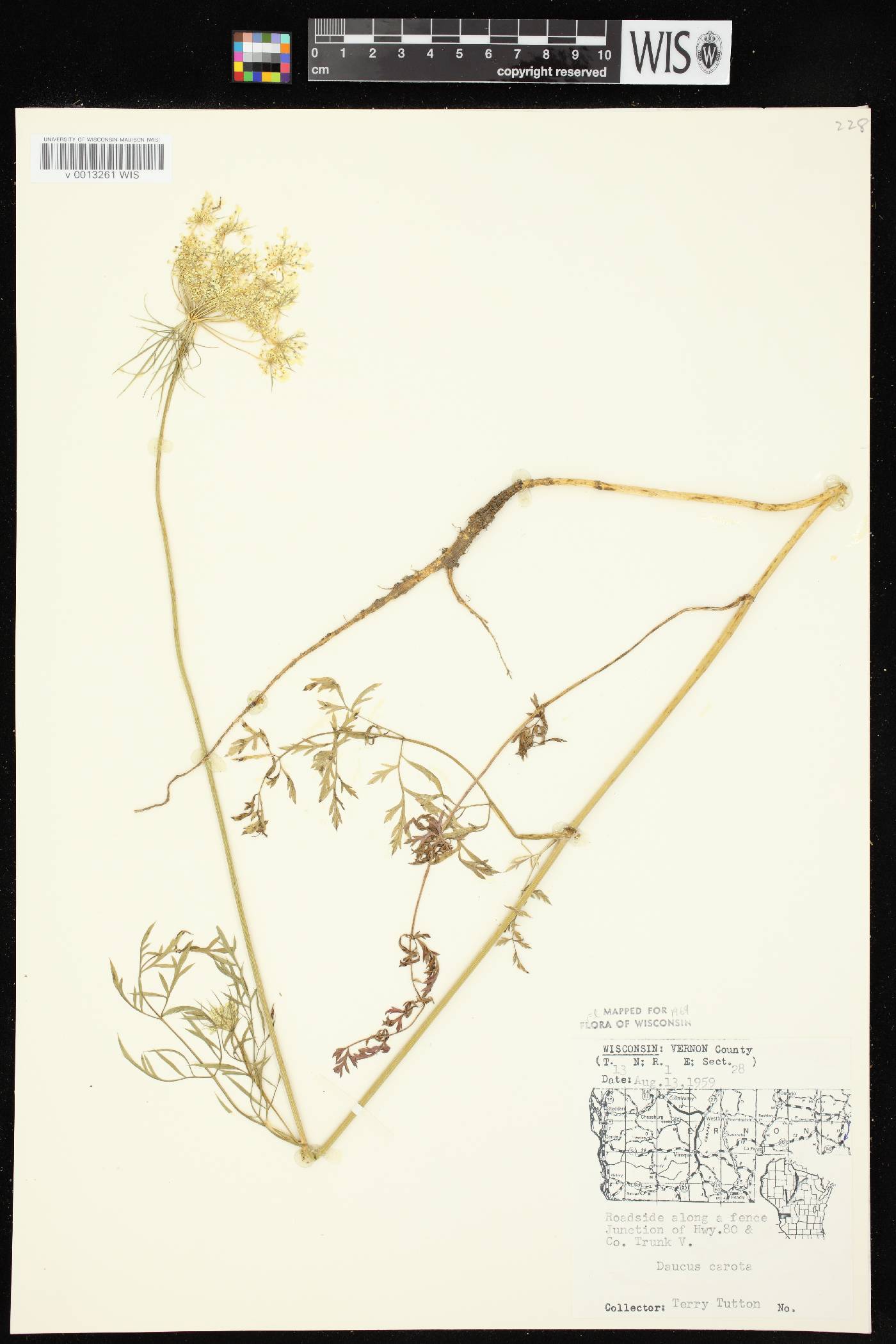 Daucus carota image