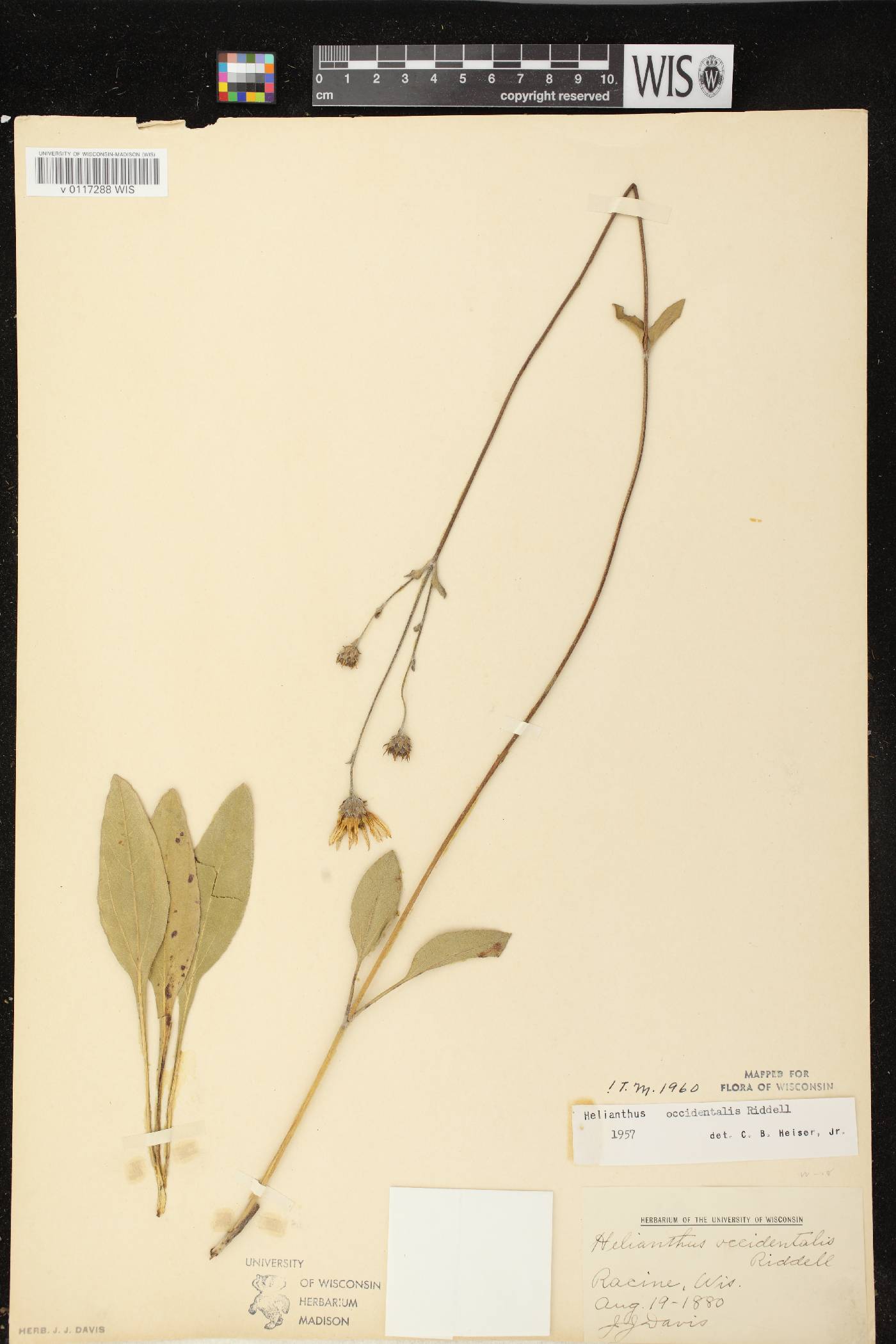 Helianthus occidentalis subsp. occidentalis image